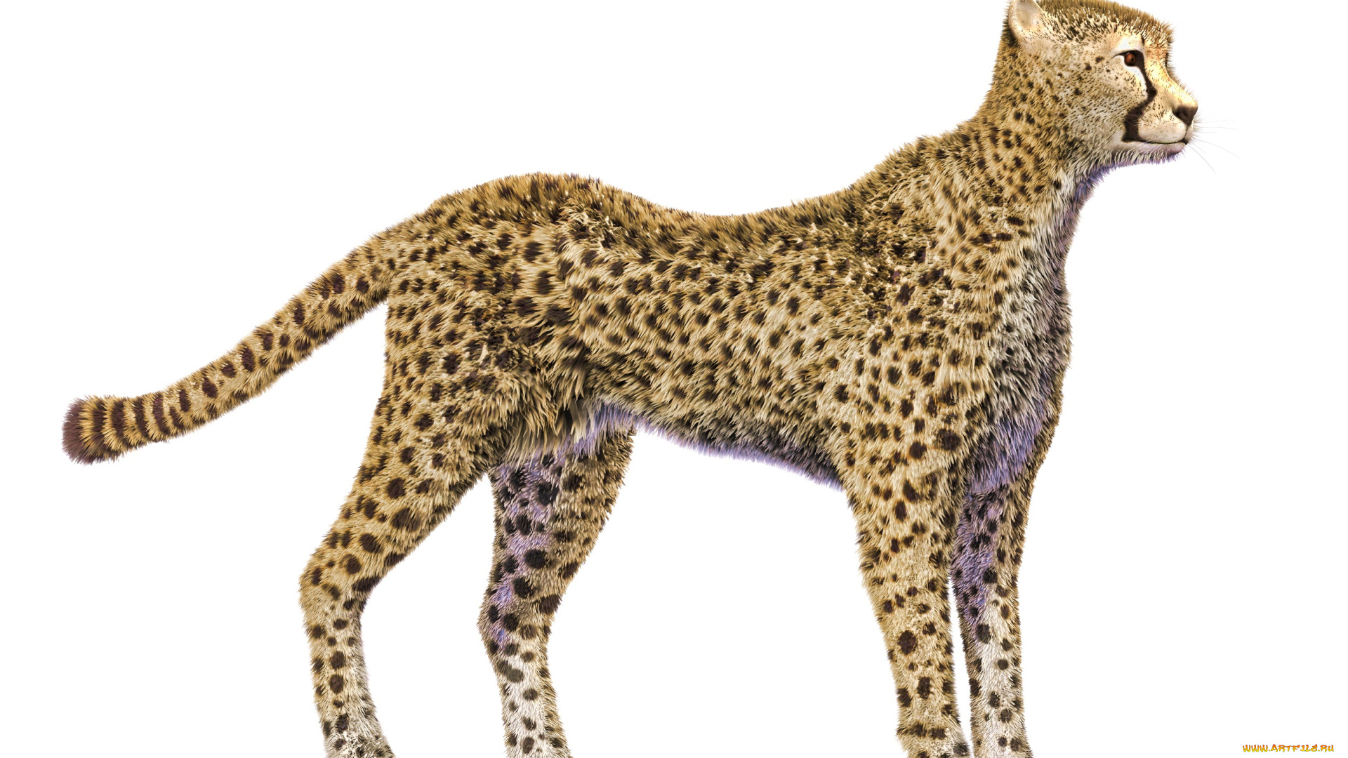 3д, графика, животные, , animals, гепард