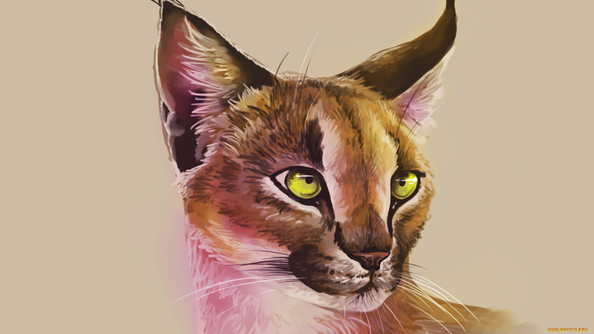 рисованные, животные, , рыси, рысь, животное, морда