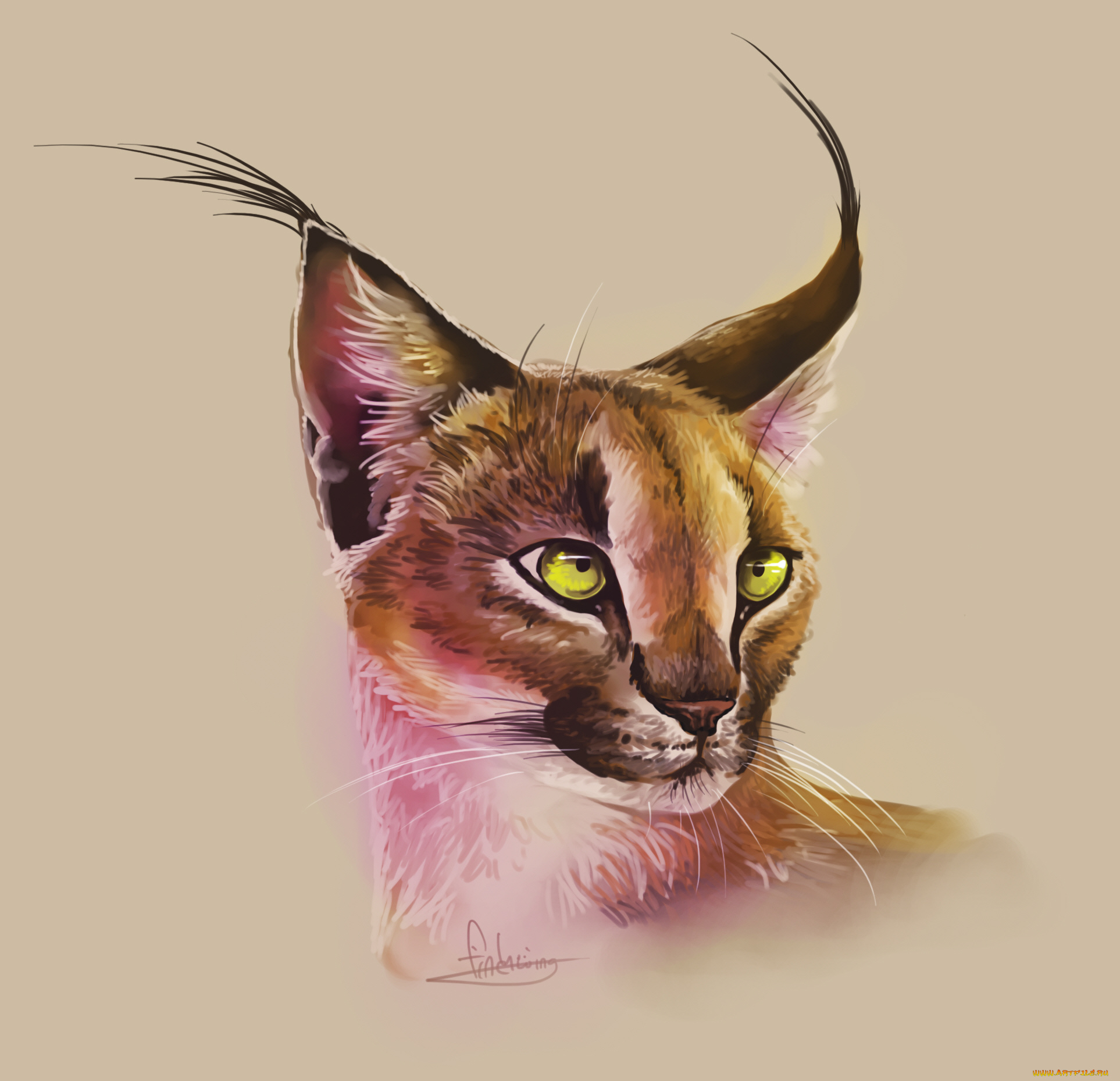 рисованные, животные, , рыси, рысь, животное, морда