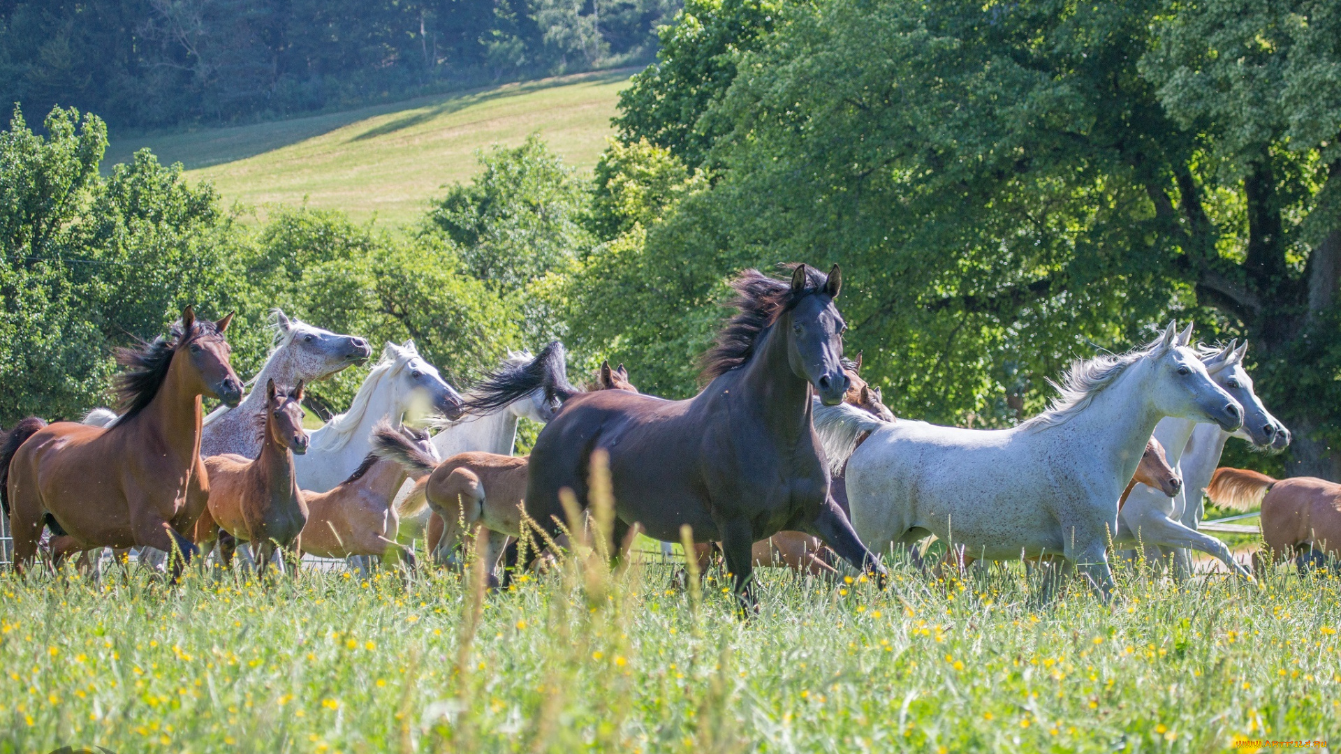 автор, , oliverseitz, животные, лошади, луг, бег, лето, трава, табун, кони