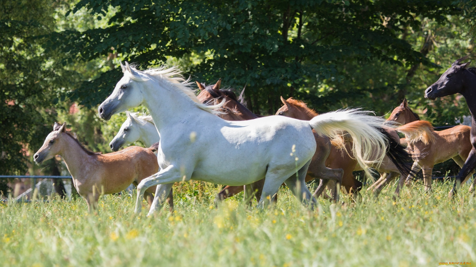автор, , oliverseitz, животные, лошади, луг, трава, лето, табун, кони