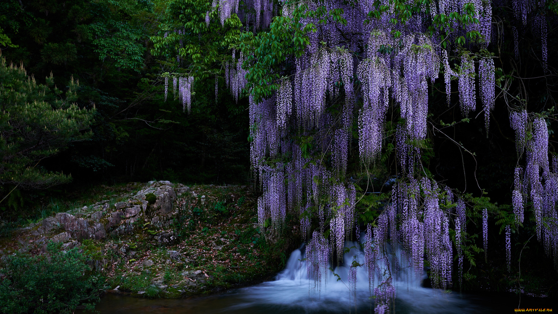 цветы, глициния, водопад, природа, каскад