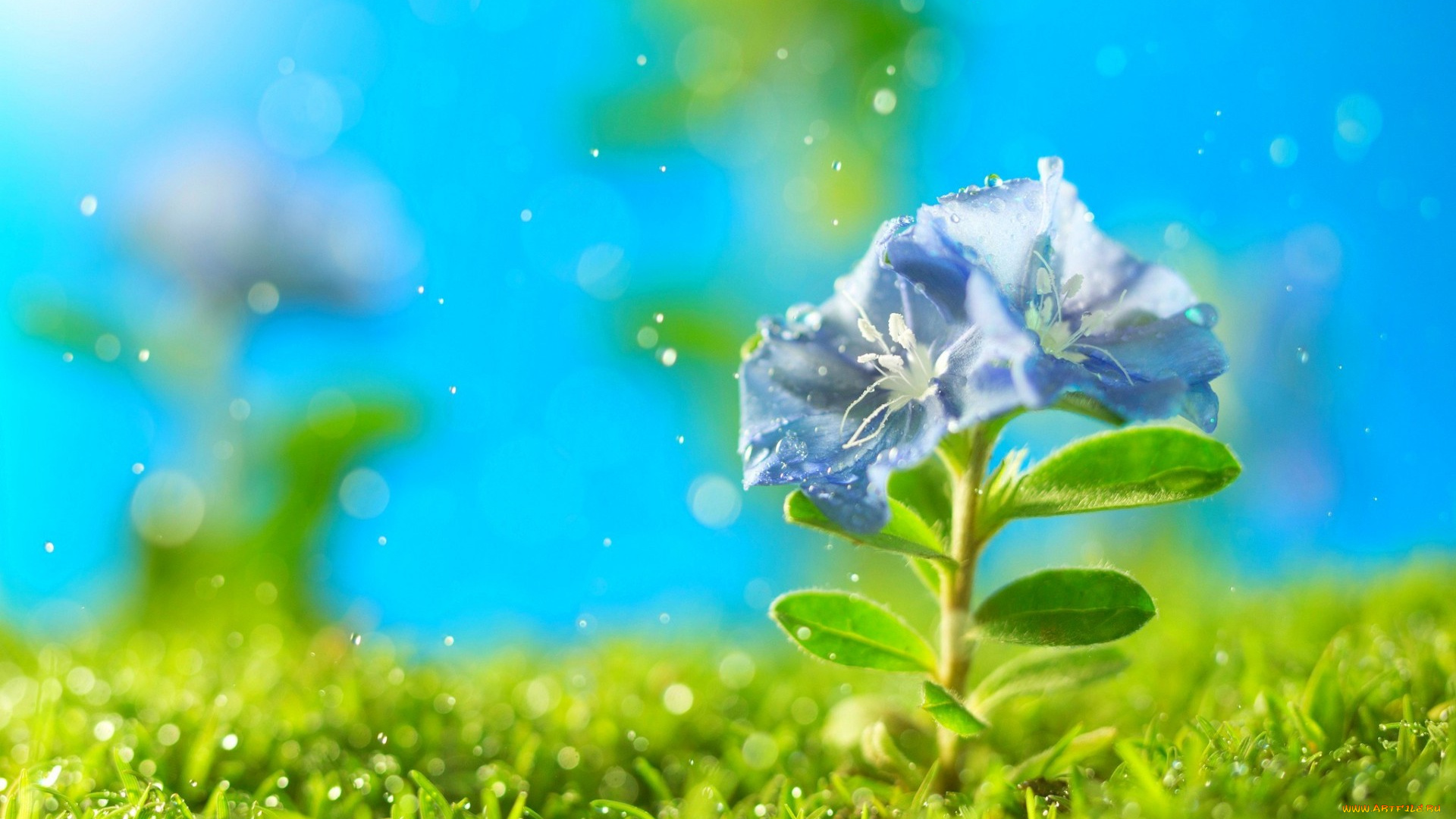 цветы, искры, трава, петунья, цветок