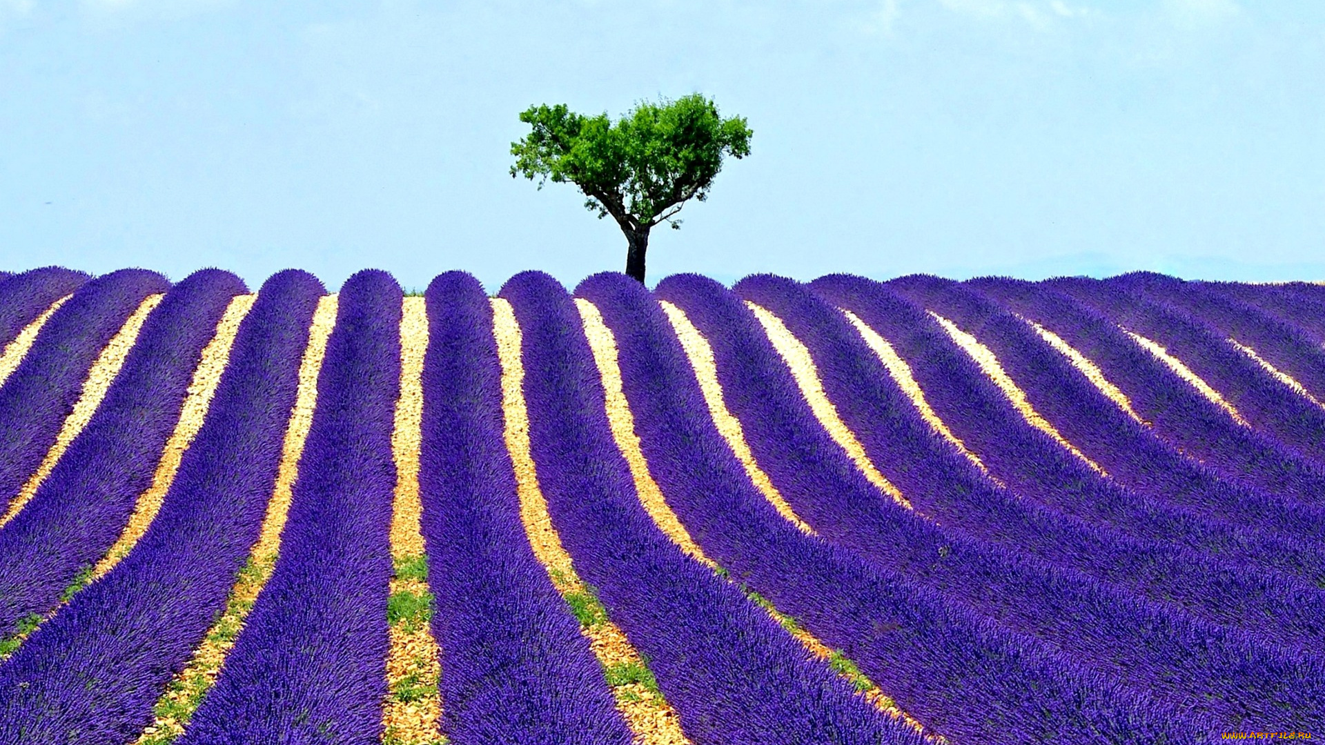 цветы, лаванда, поле, дерево, небо