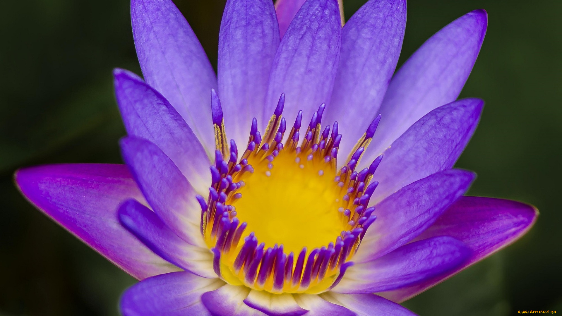 цветы, лилии, , лилейники, лилия, водяная, сиреневая, цветок, макро, лепестки