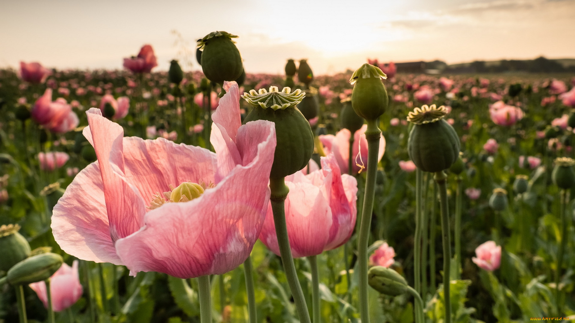 цветы, маки, природа, лето