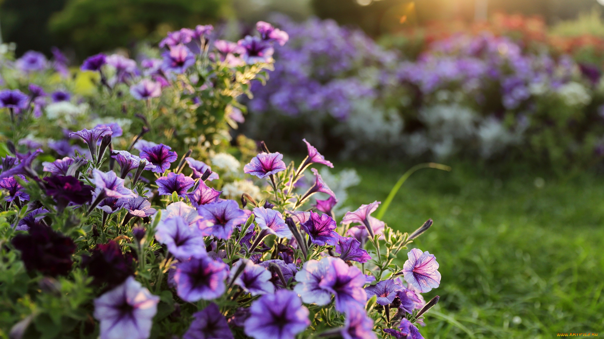 цветы, петунии, , калибрахоа, сад, садовые, сиреневые, боке, свет