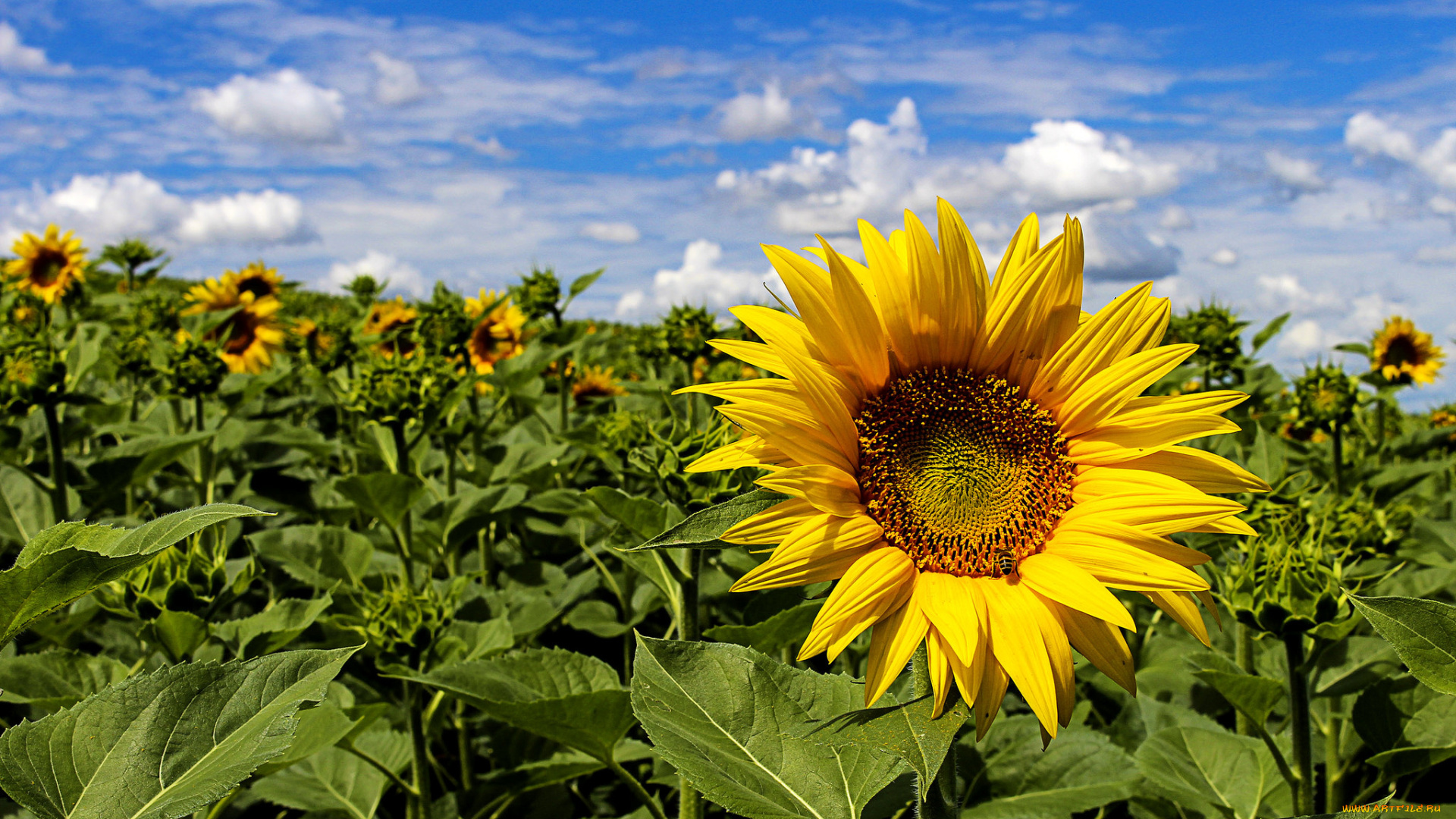 цветы, подсолнухи, поле, подсолнух