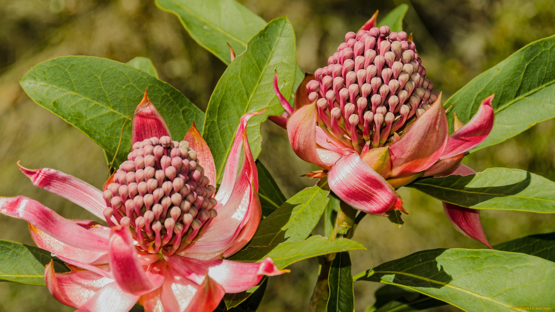 цветы, тропики, необычные