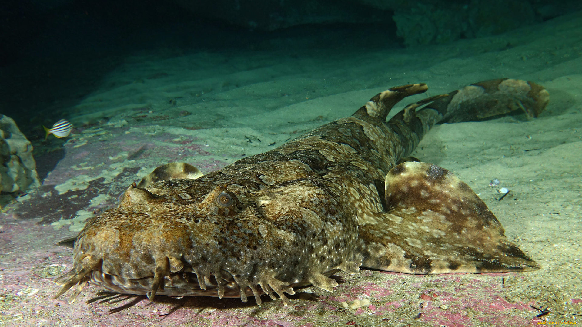 orectolobus, halei, животные, акулы, акула, ковровая
