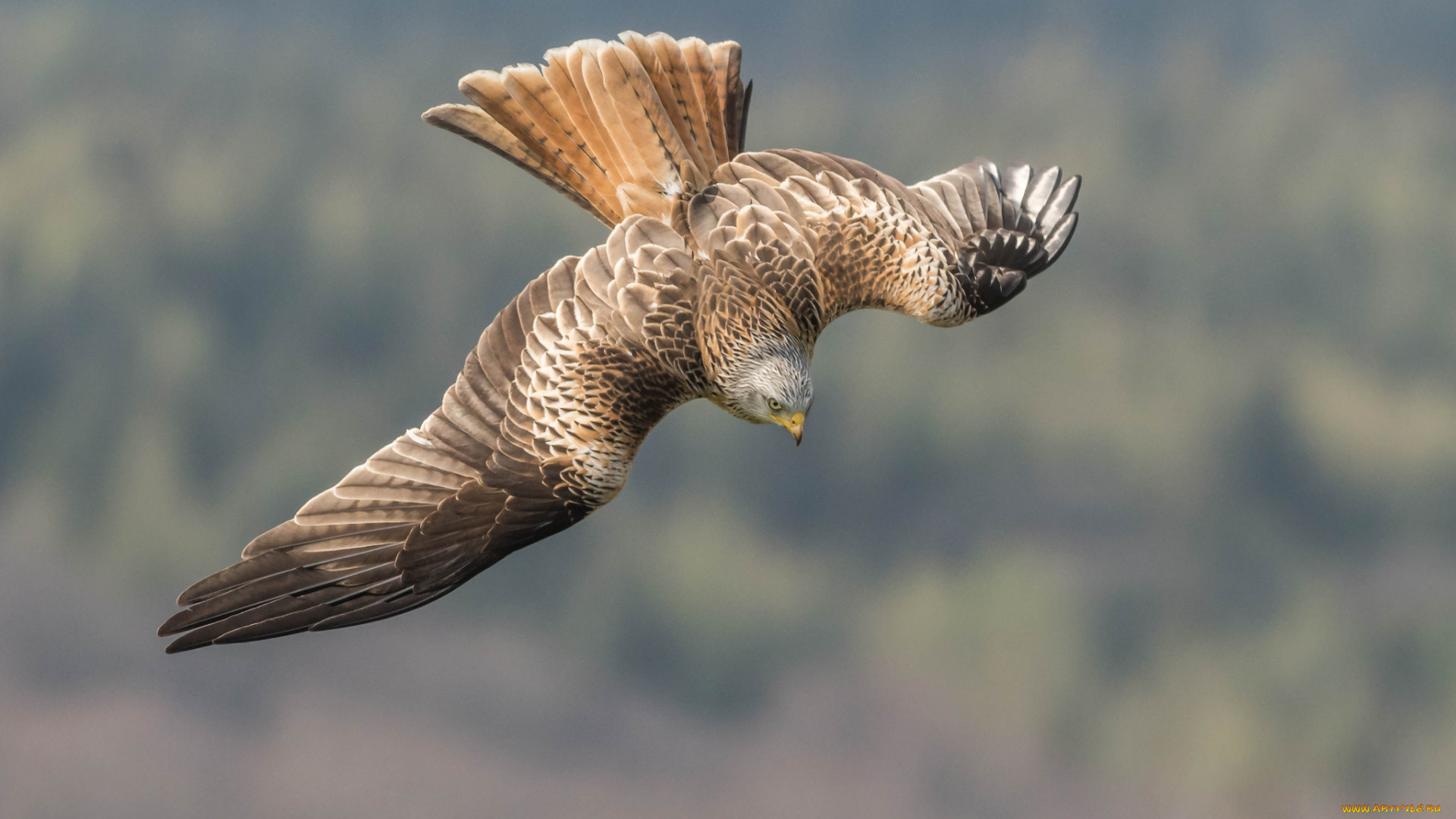 red, kite, животные, птицы, -, хищники, птичка