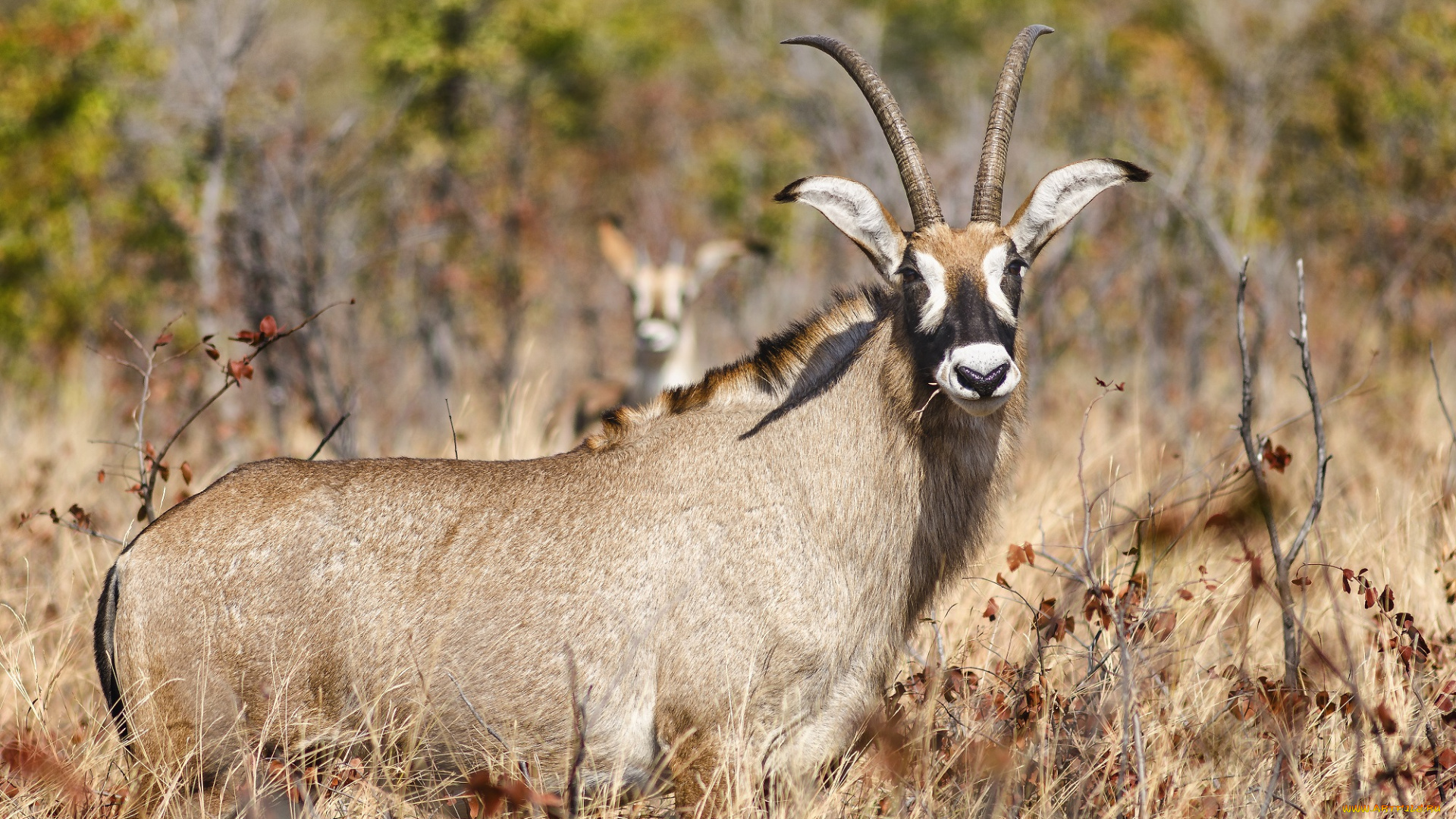 животные, антилопы, антилопа, рога, взгляд