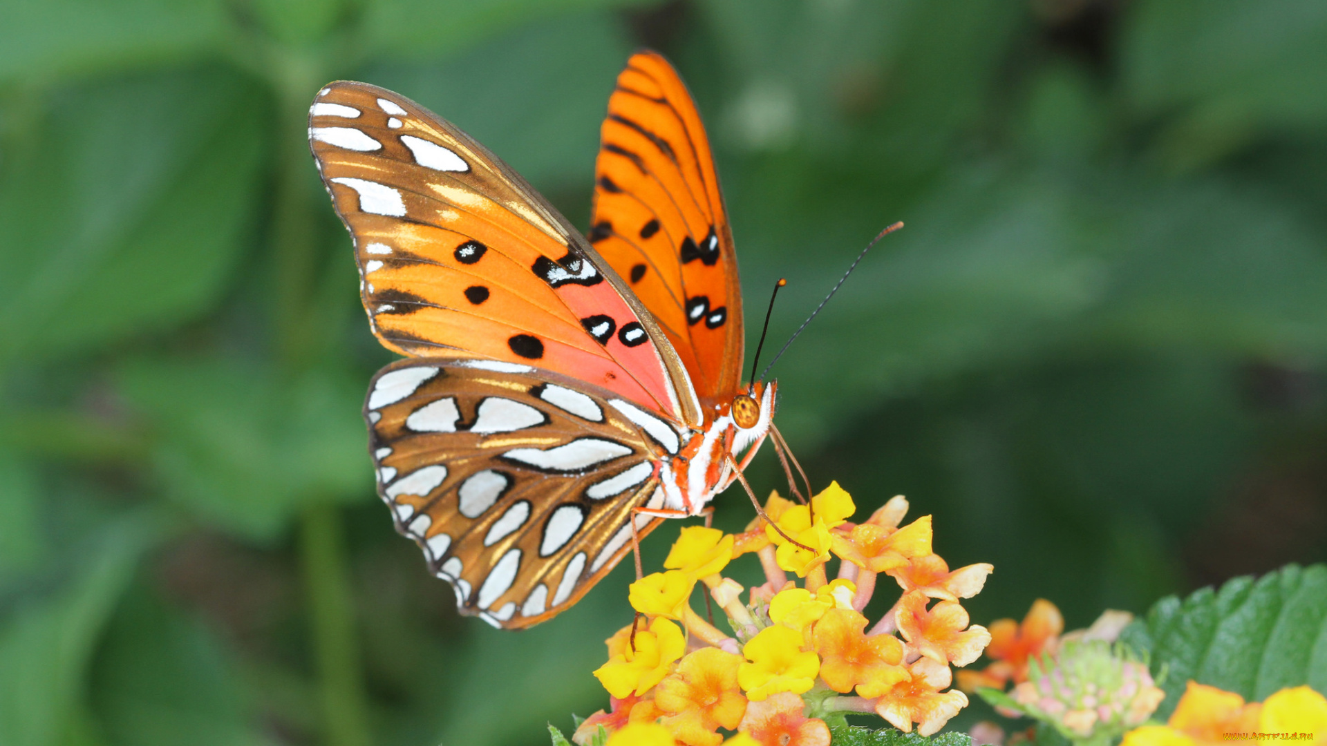 животные, бабочки, , мотыльки, , моли, бабочка