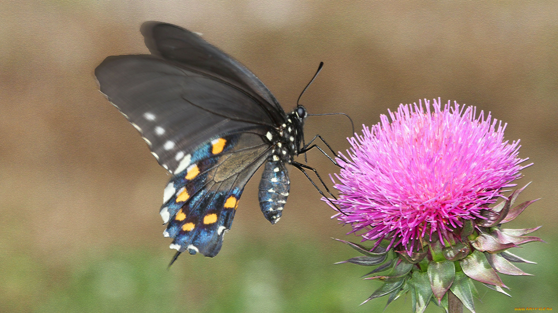 животные, бабочки, , мотыльки, , моли, бабочка