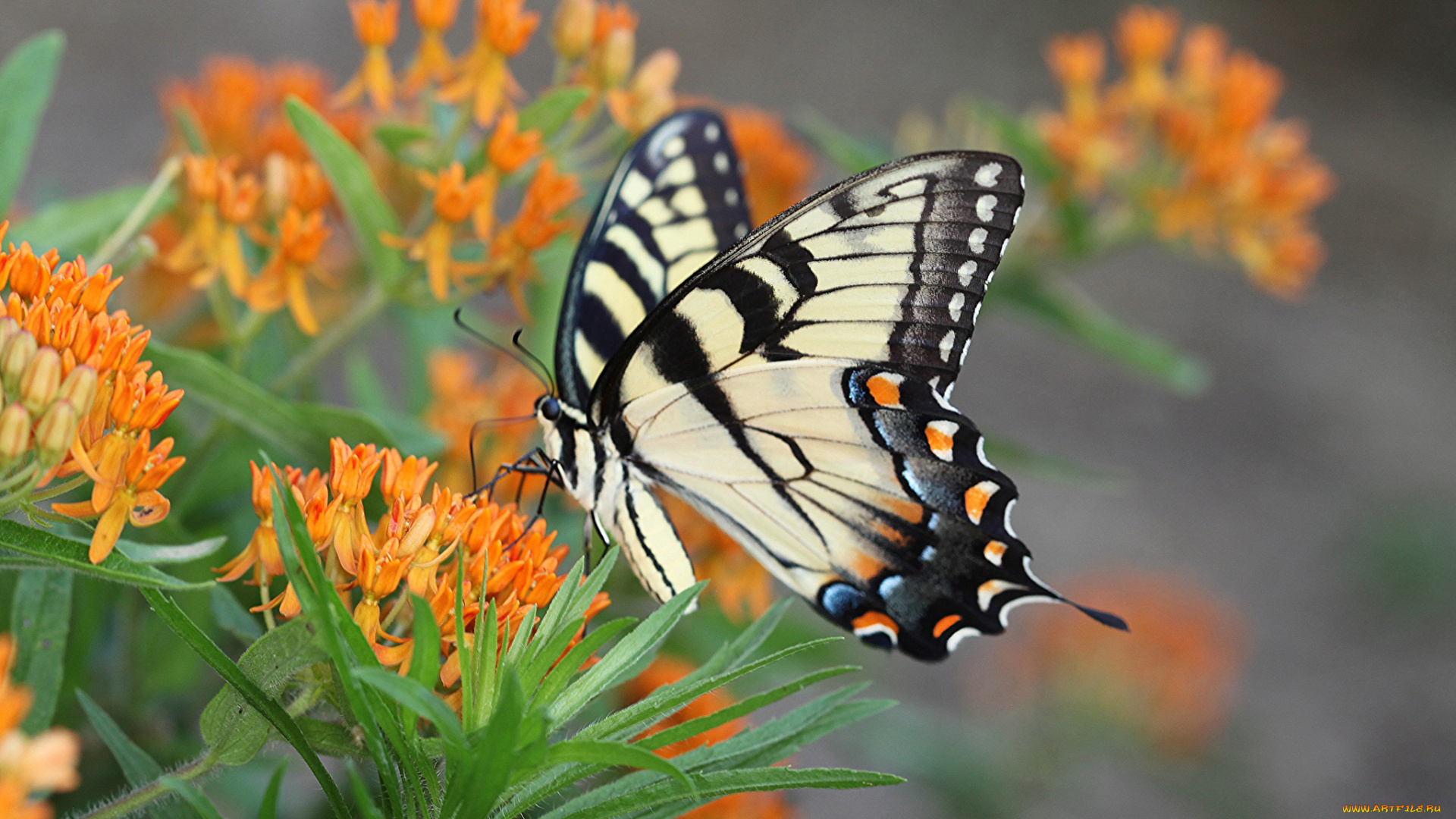 животные, бабочки, , мотыльки, , моли, бабочка