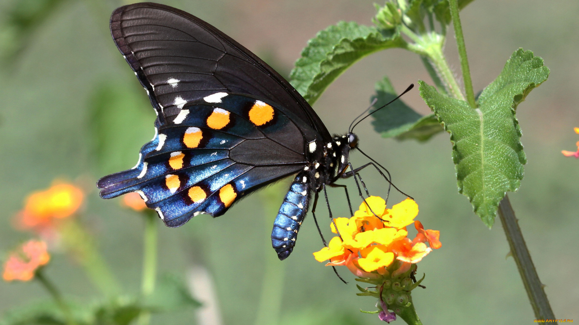 животные, бабочки, , мотыльки, , моли, бабочка