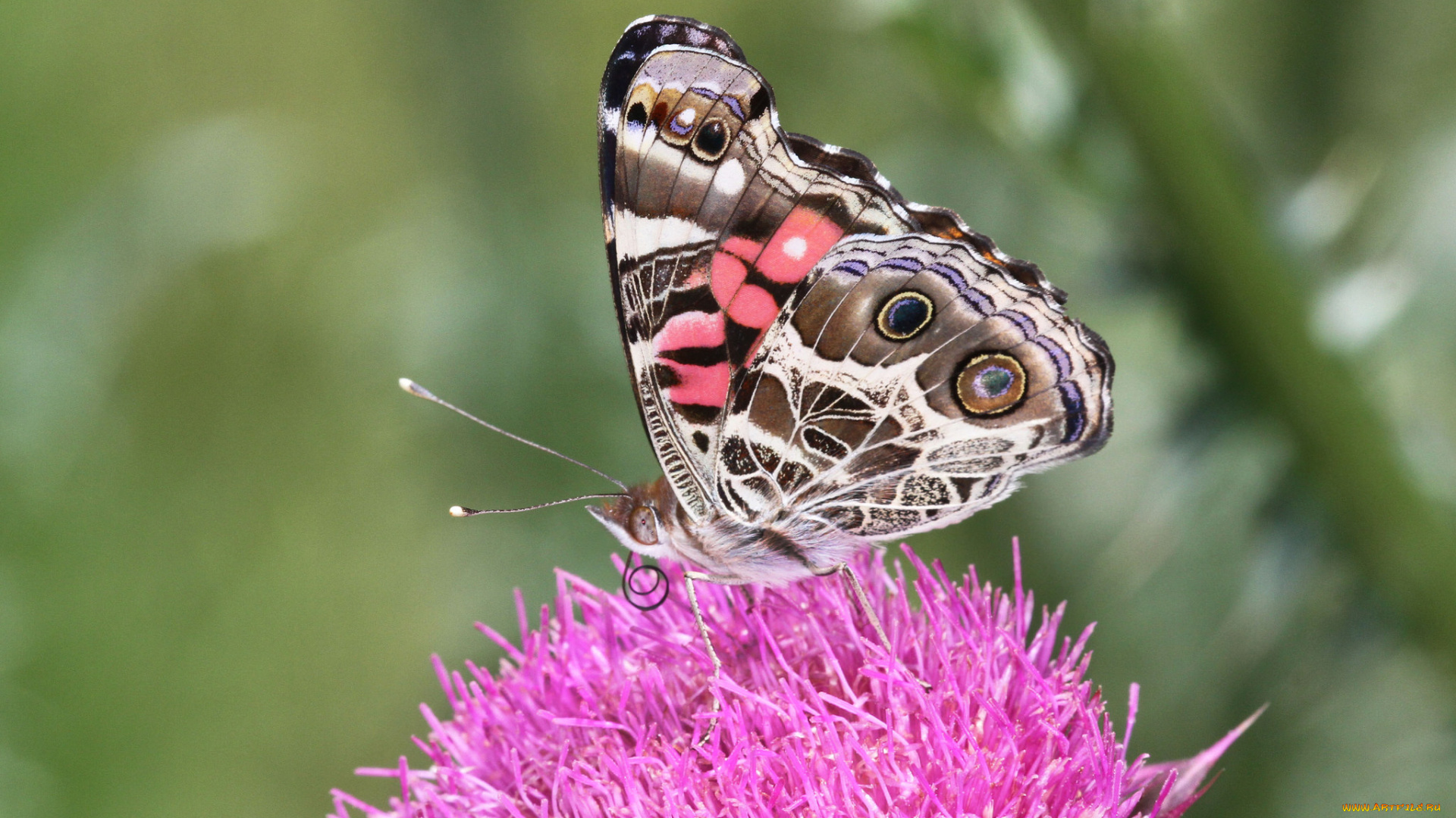животные, бабочки, , мотыльки, , моли, бабочка