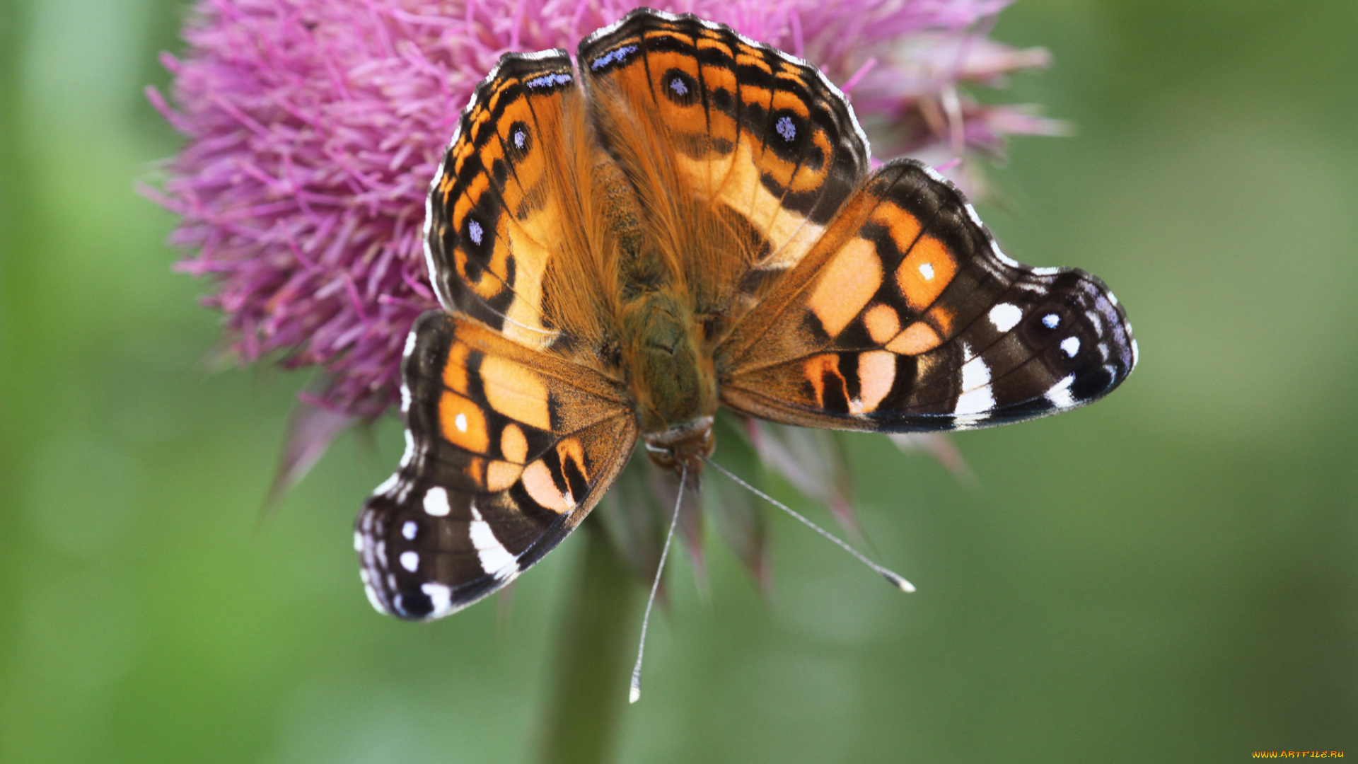 животные, бабочки, , мотыльки, , моли, бабочка