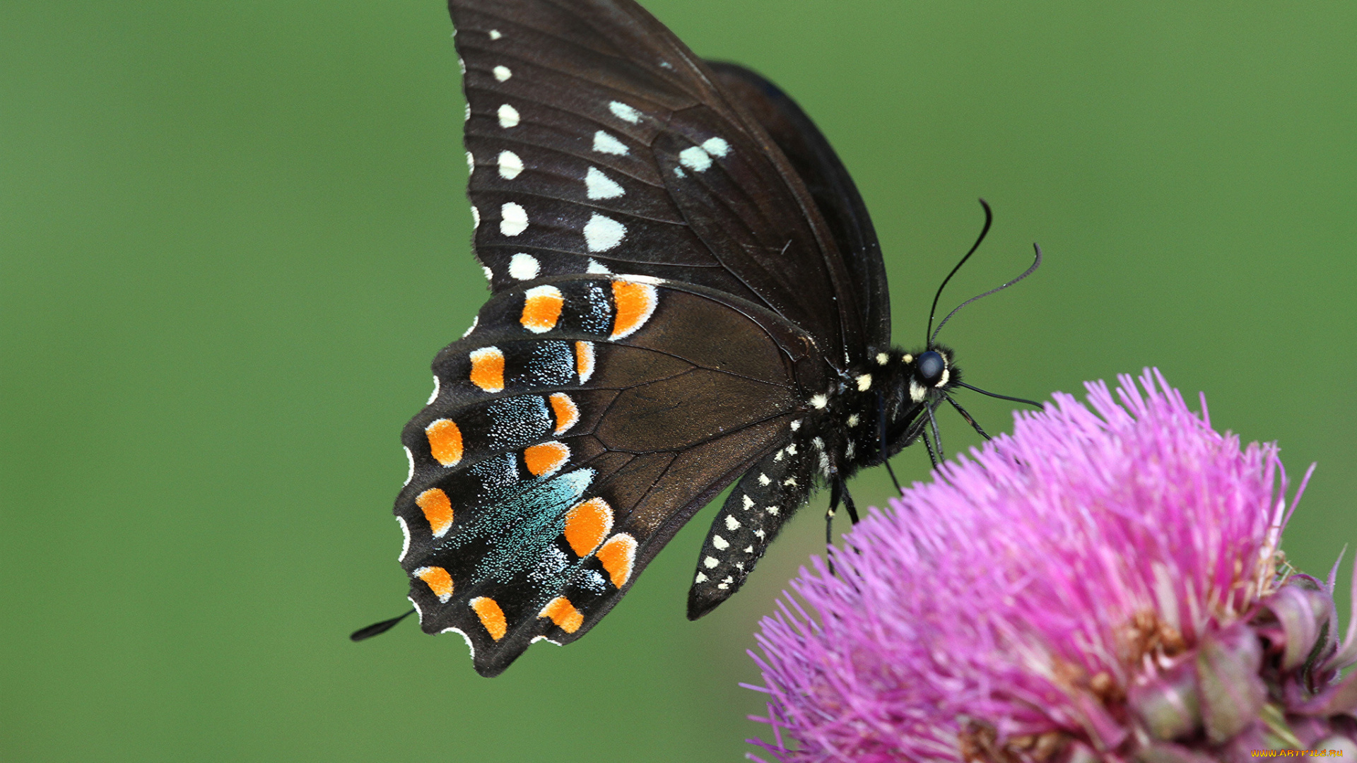 животные, бабочки, , мотыльки, , моли, бабочка