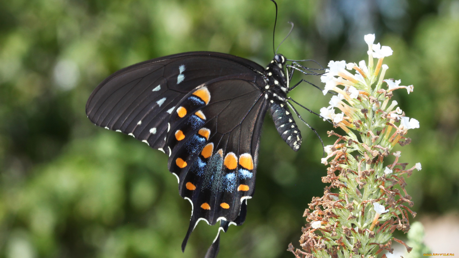 животные, бабочки, , мотыльки, , моли, бабочка