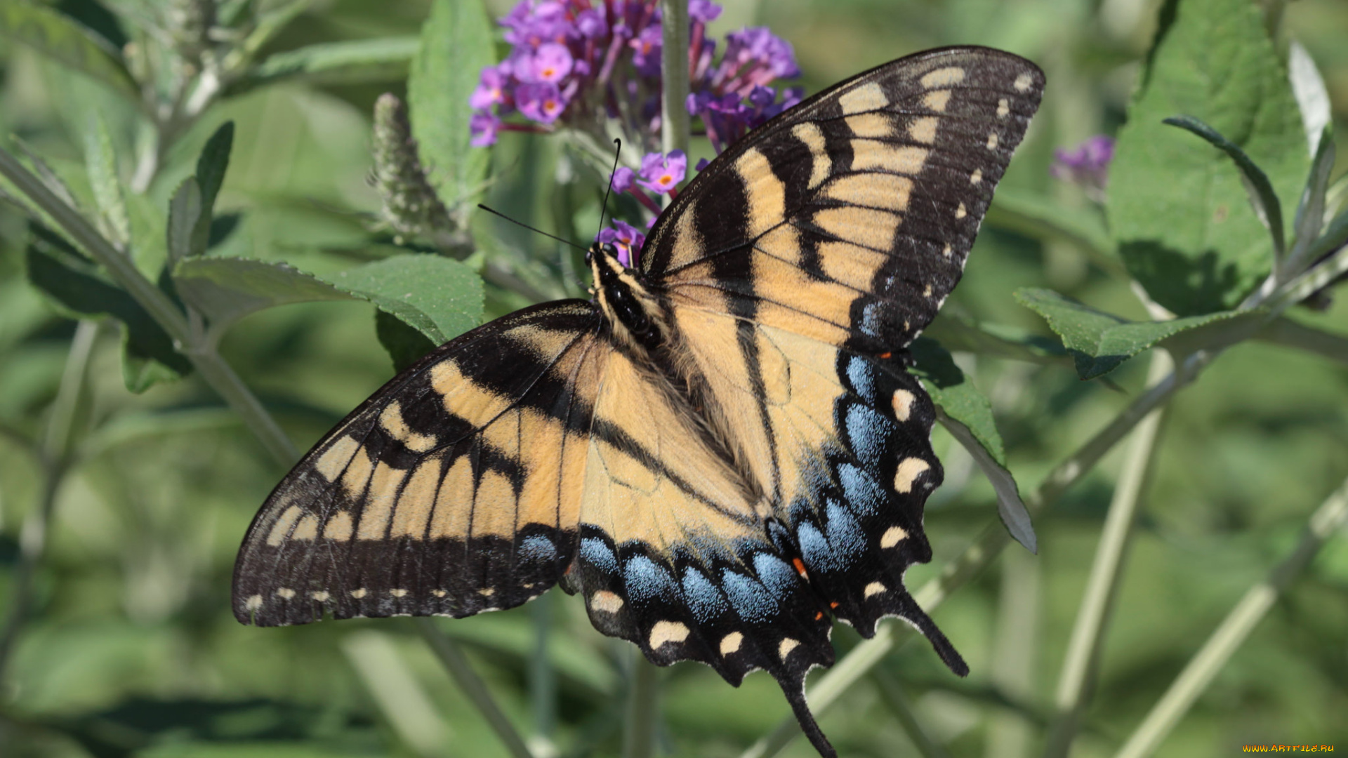 животные, бабочки, , мотыльки, , моли, бабочка