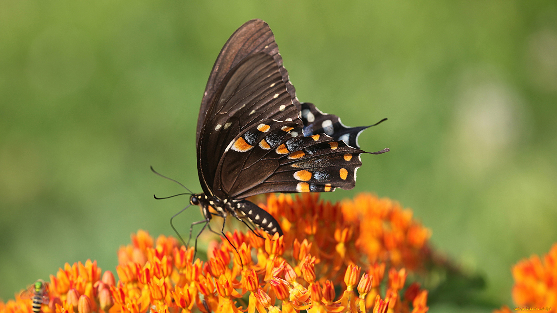 животные, бабочки, , мотыльки, , моли, бабочка