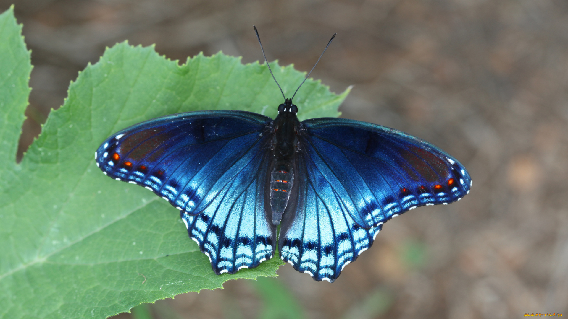 животные, бабочки, , мотыльки, , моли, бабочка
