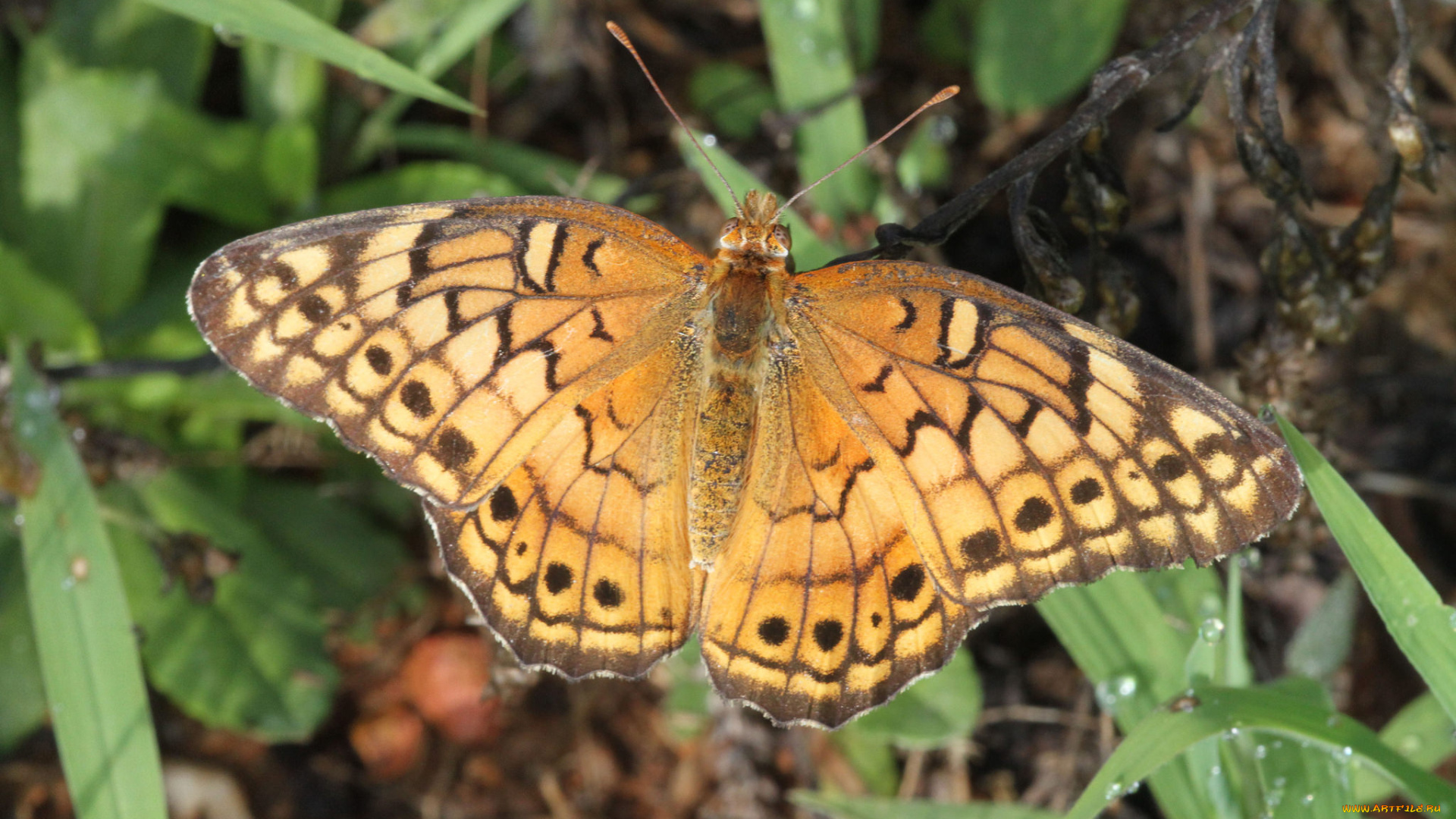 животные, бабочки, , мотыльки, , моли, бабочка