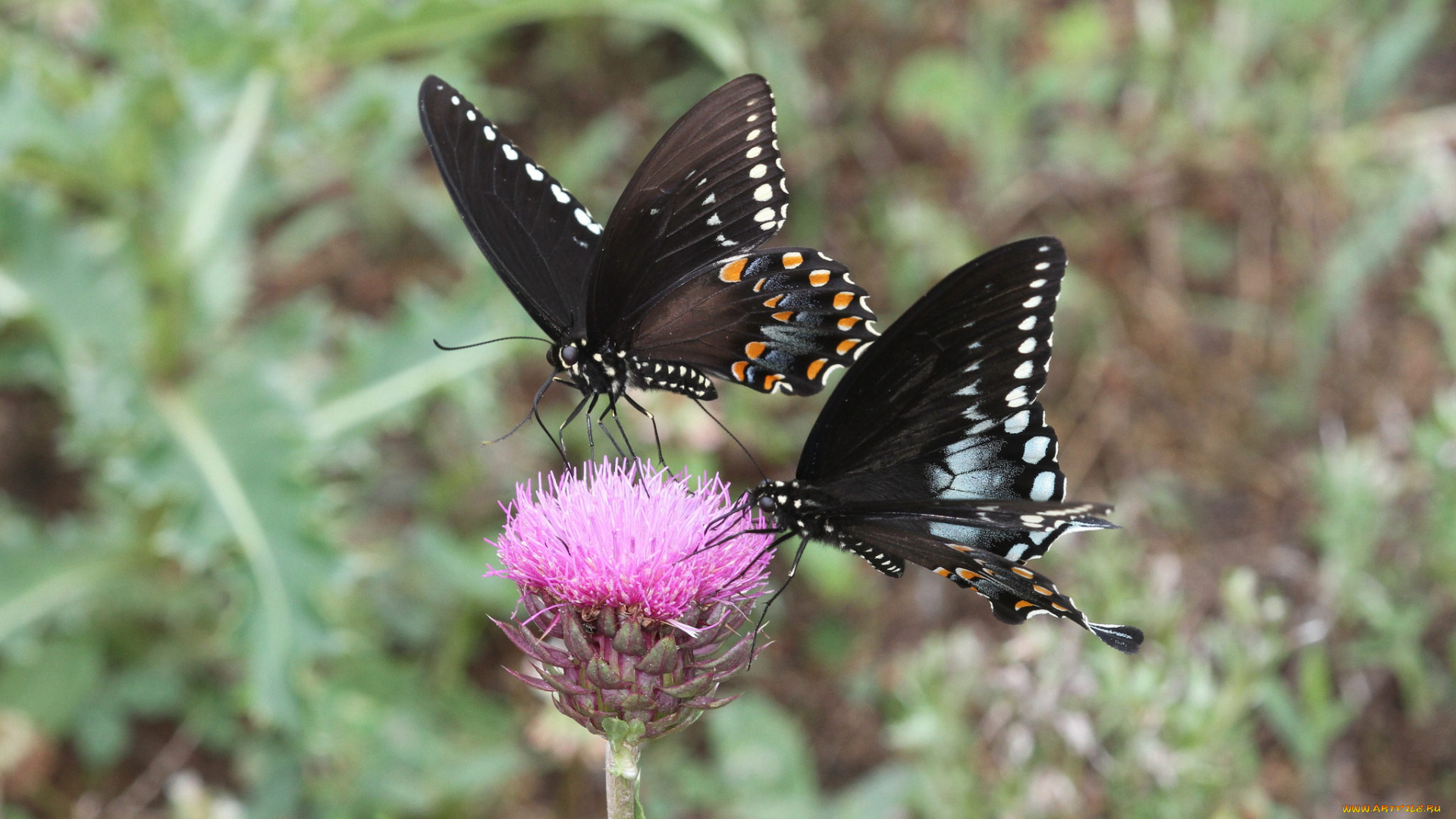 животные, бабочки, , мотыльки, , моли, бабочка