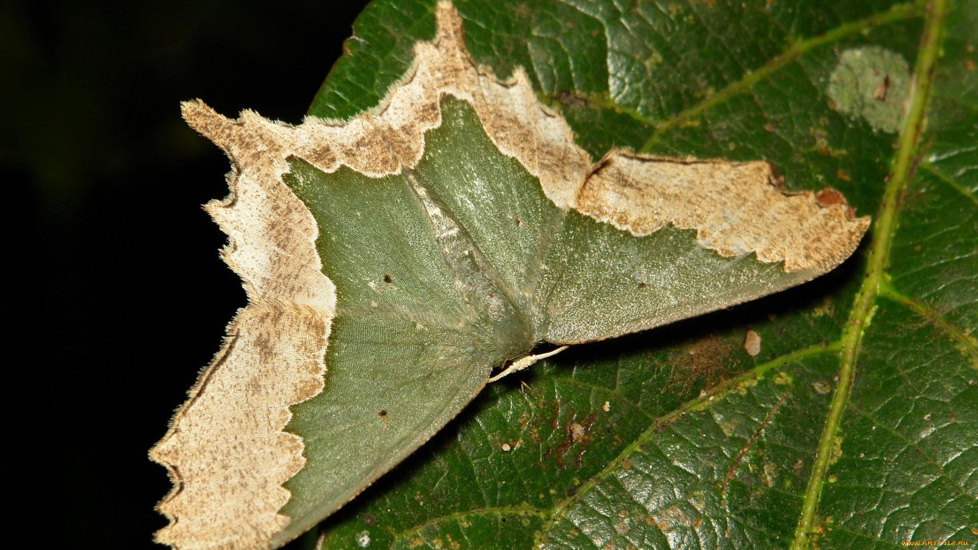 животные, бабочки, , мотыльки, , моли, itchydogimages, макро, бабочка, крылья, усики, узор