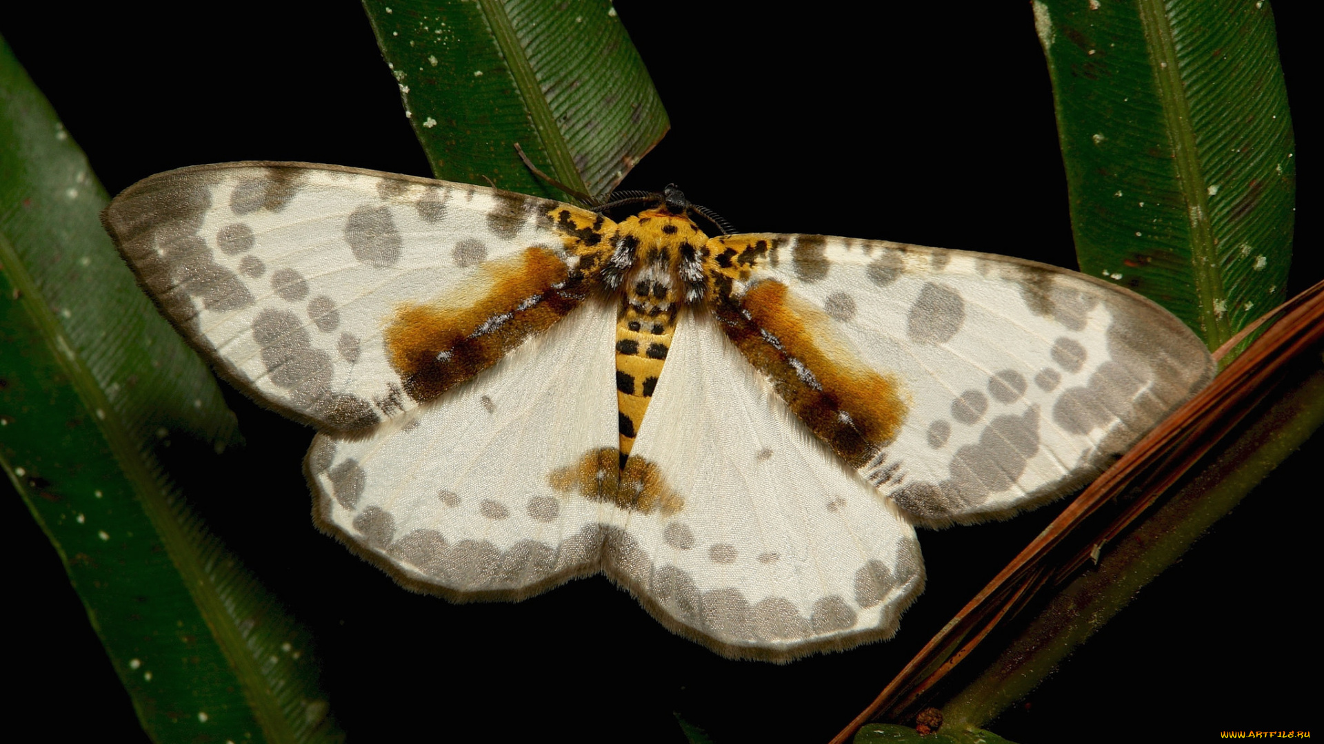 животные, бабочки, , мотыльки, , моли, itchydogimages, макро, моль, бабочка