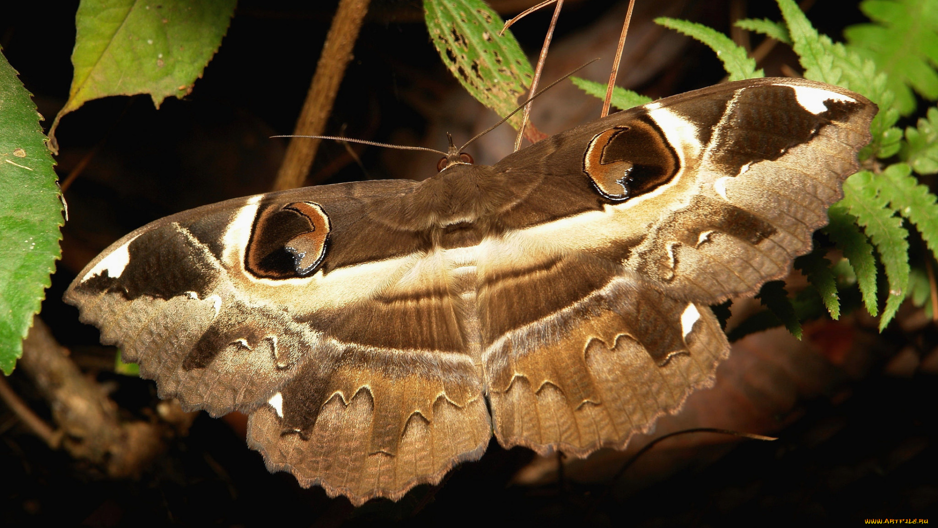 животные, бабочки, , мотыльки, , моли, itchydogimages, макро, бабочка, крылья, усики, узор