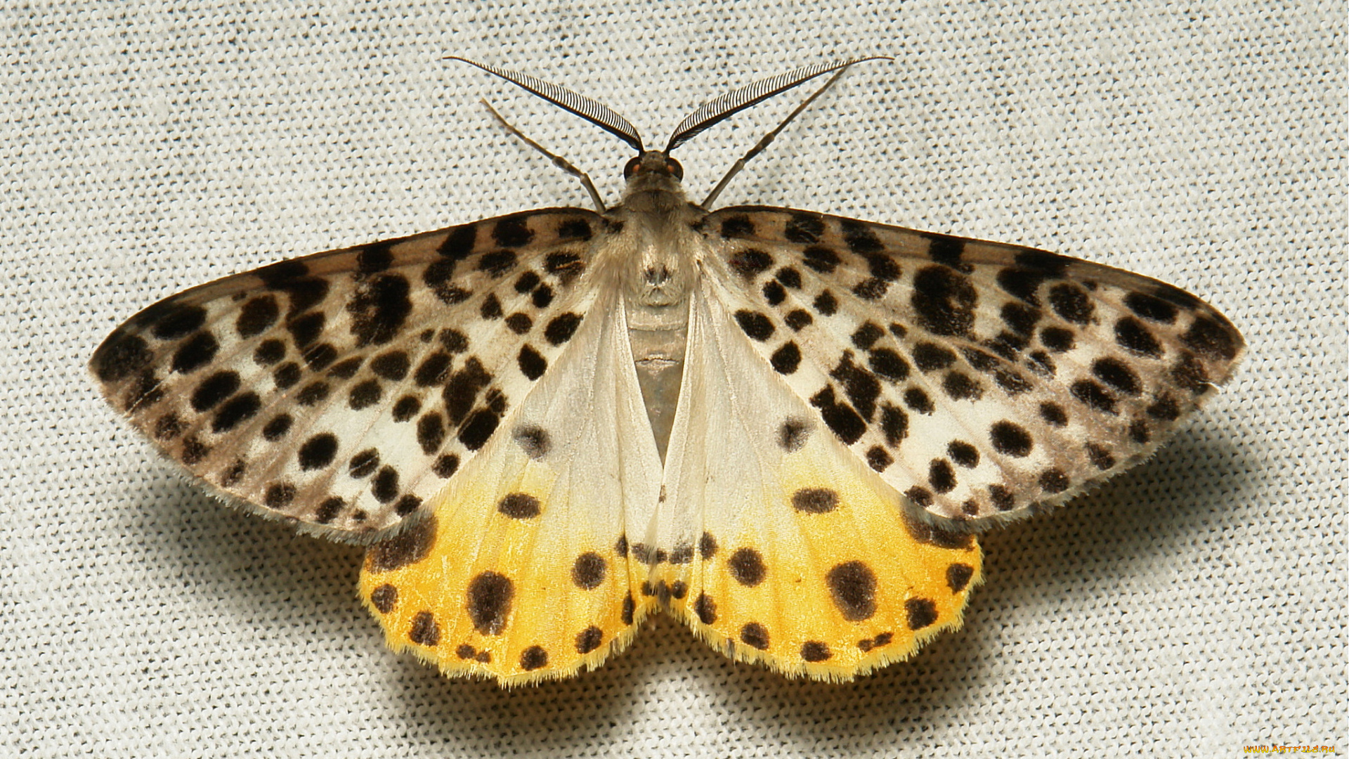 животные, бабочки, , мотыльки, , моли, itchydogimages, макро, вязаное, полотно, моль, крылья