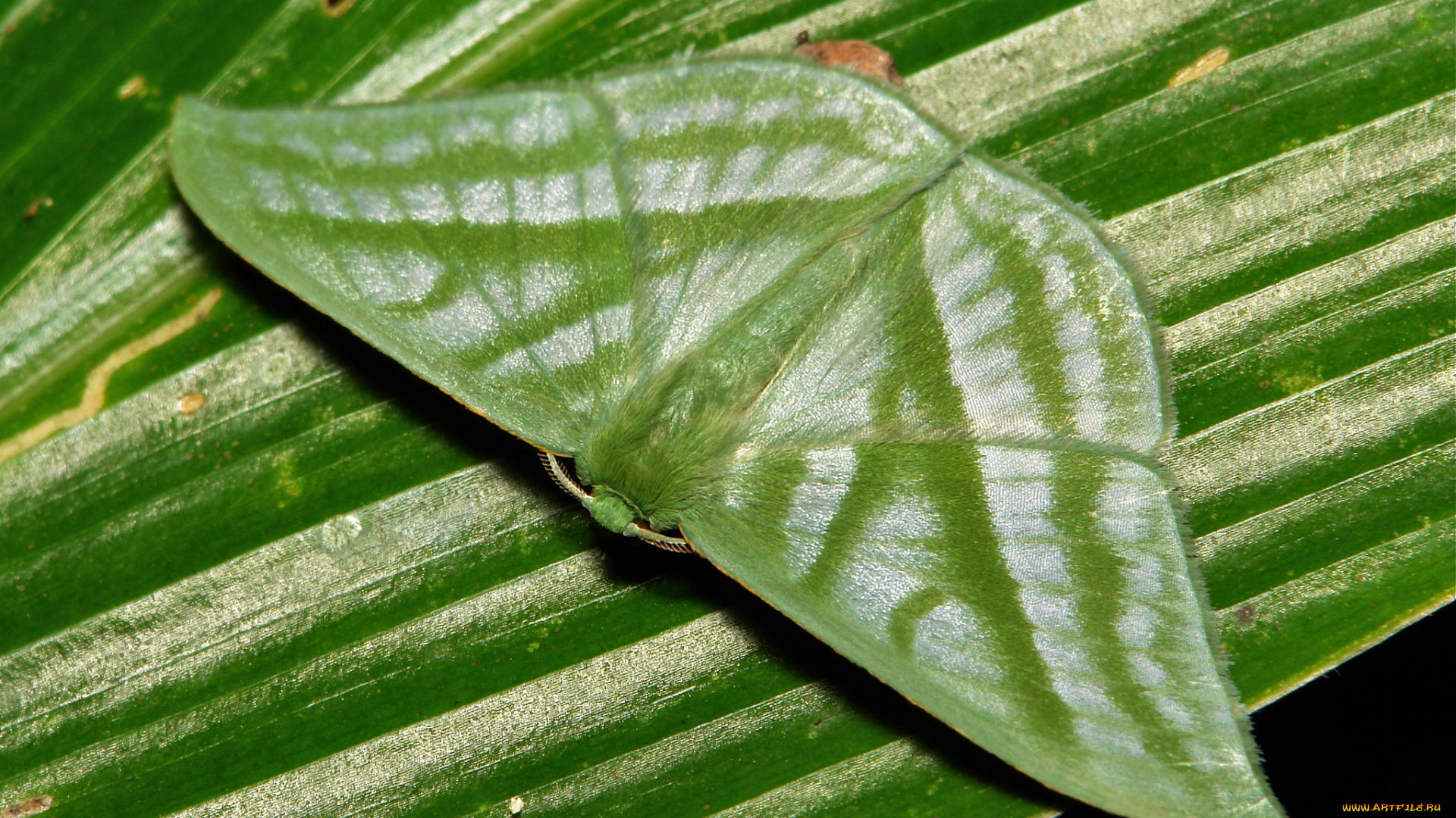 животные, бабочки, , мотыльки, , моли, itchydogimages, макро, насекомое, мотылёк