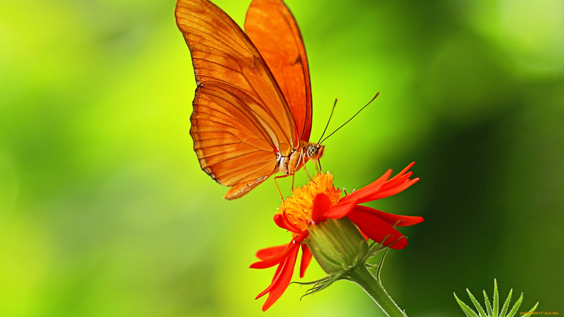 животные, бабочки, , мотыльки, , моли, лепестки, цветок, крылья, бабочка, растение, насекомое