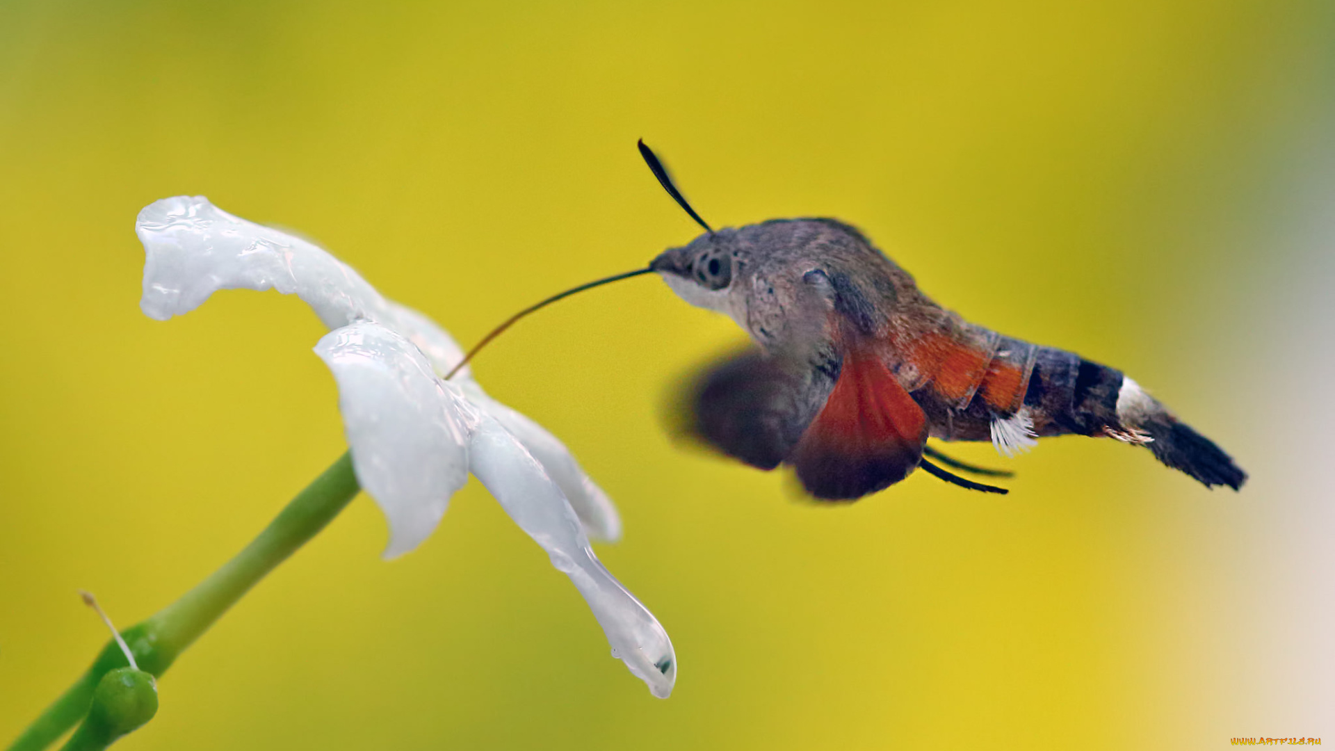 животные, бабочки, , мотыльки, , моли, роса, мотылёк, фон, макро, утро, цветок