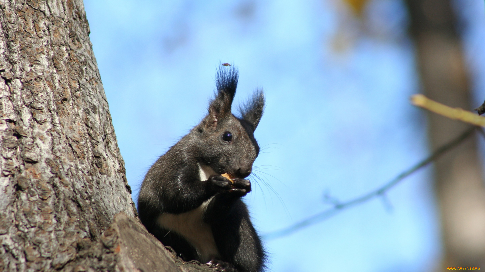 животные, белки, прозрачное, небо, ствол, дерево, лакомство, взгляд