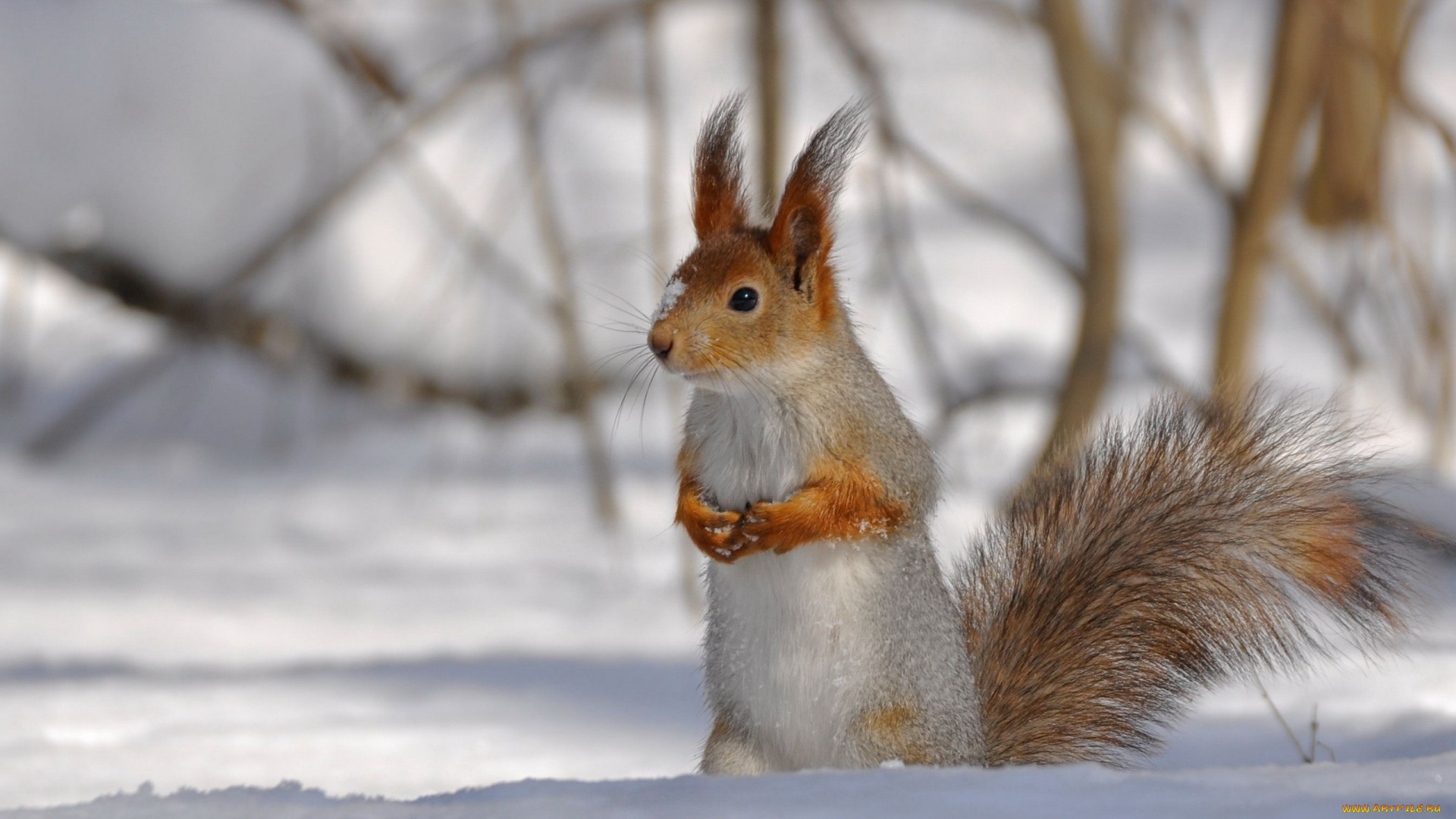 животные, белки, заинтересованность, солнечный, свет, снег, внимательный, взгляд, любопытство