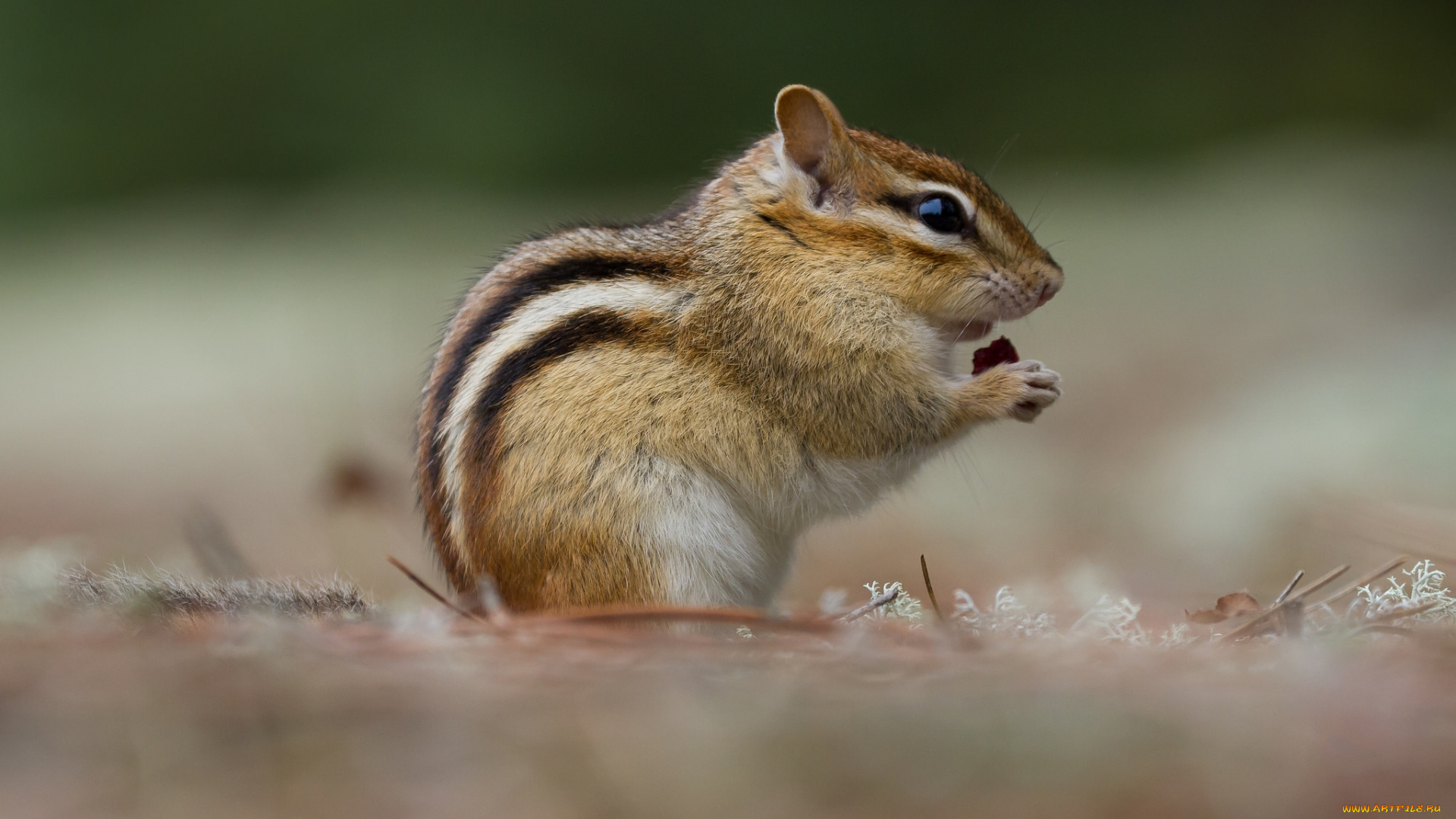 животные, бурундуки, бурундук