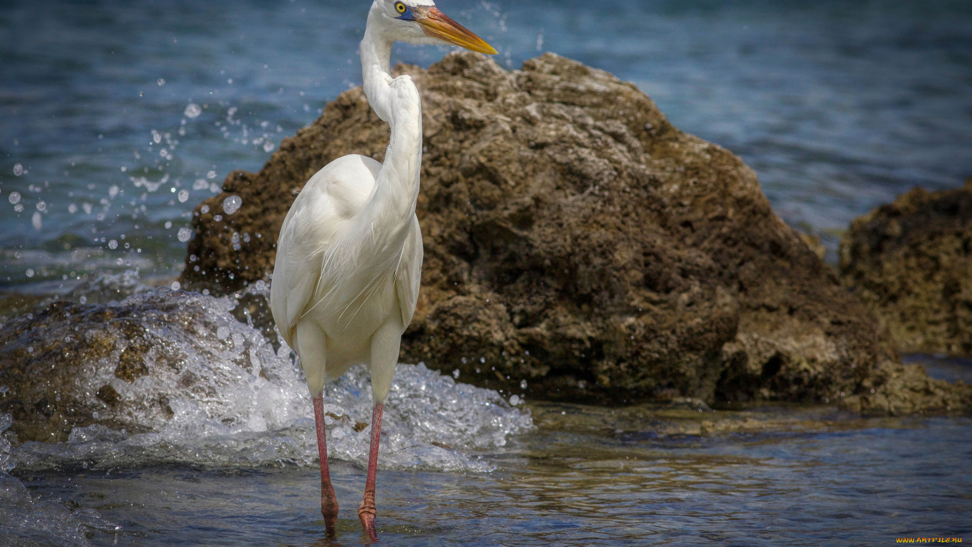 животные, цапли, , выпи, цапля, белая
