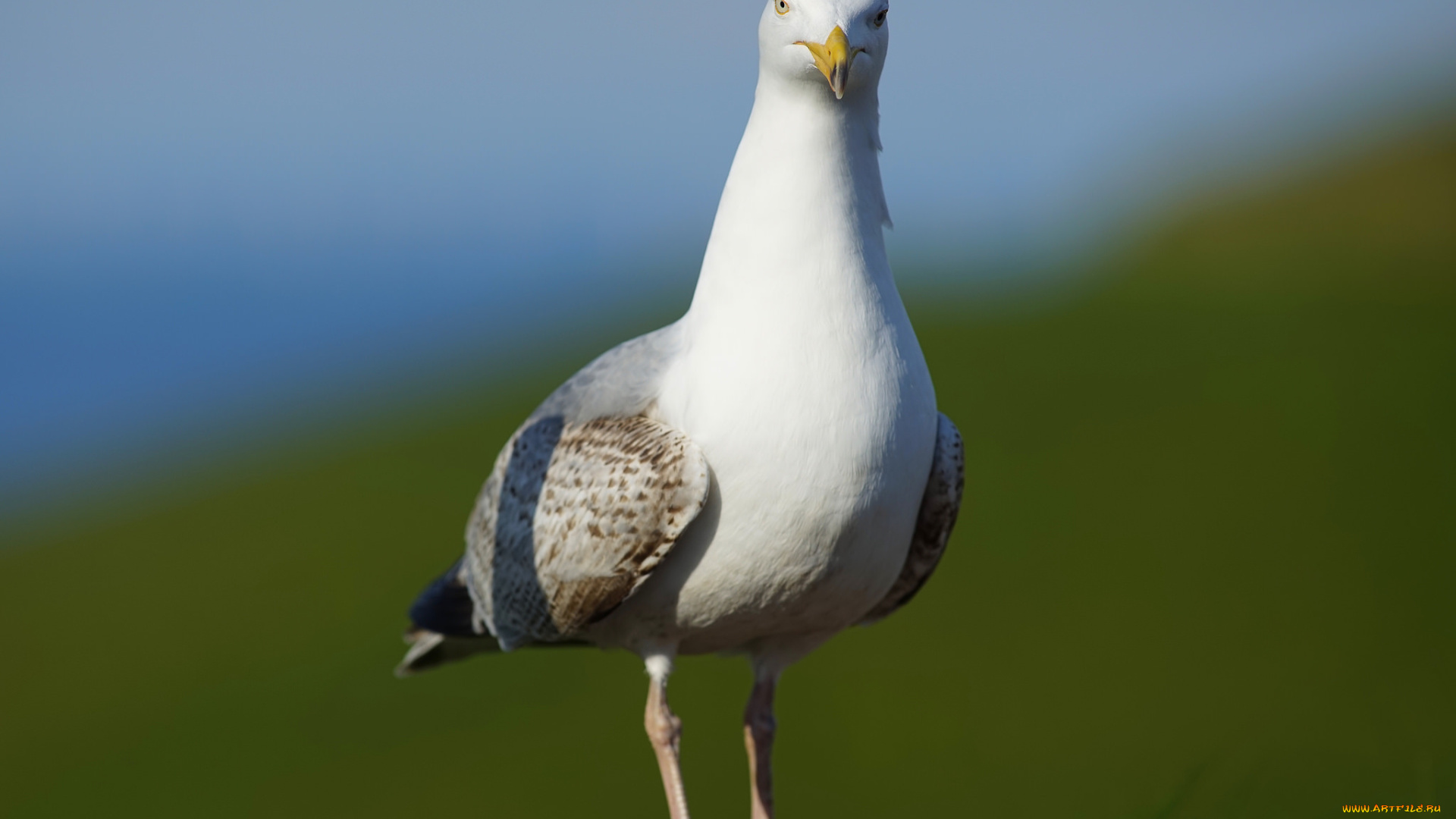 животные, Чайки, , бакланы, , крачки, чайка