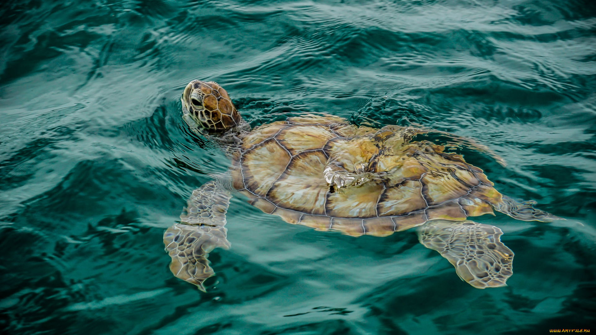 животные, Черепахи, черепаха, океан