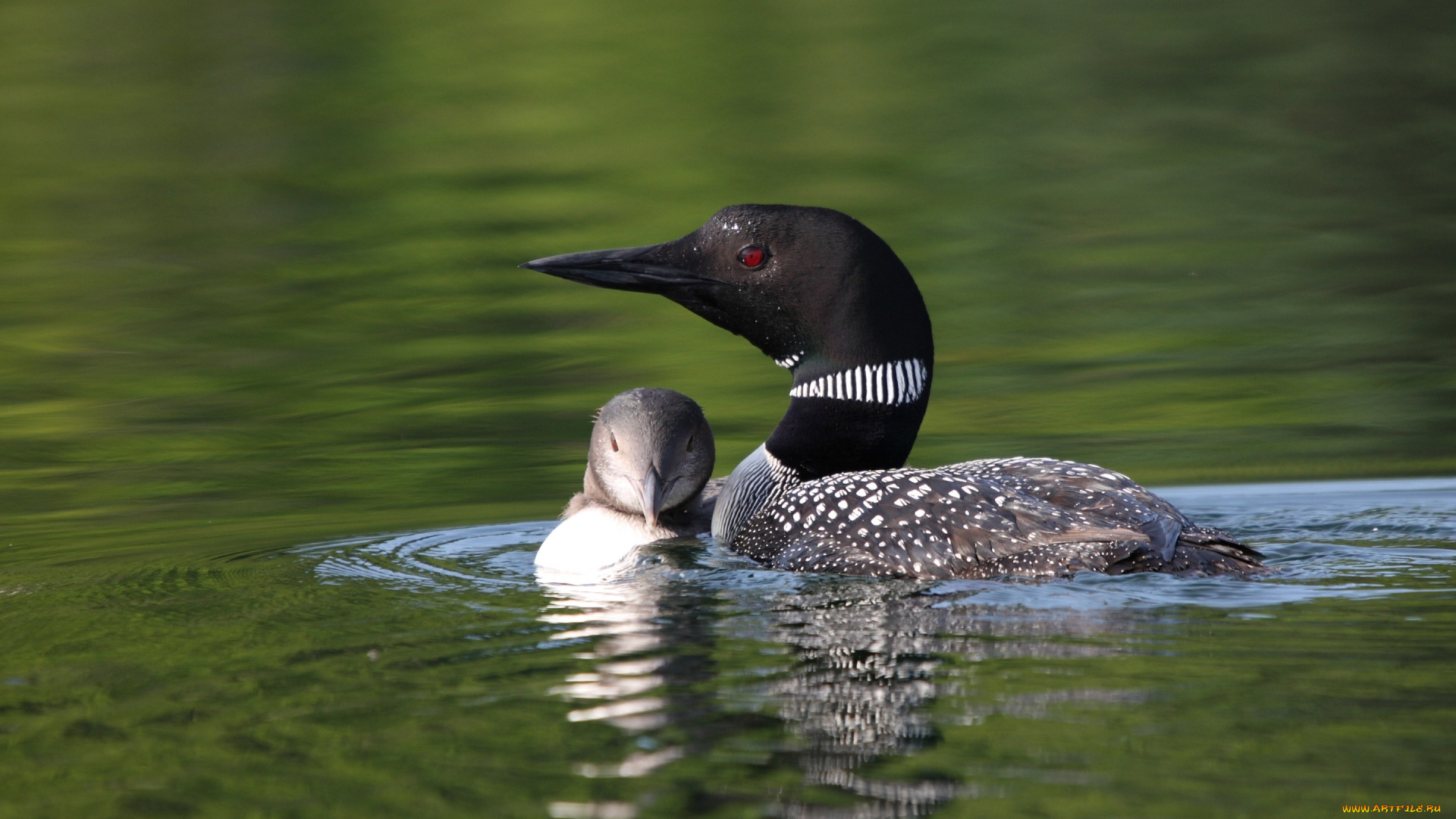 животные, Чомги, , поганки, птенец, вода, озеро, птицы