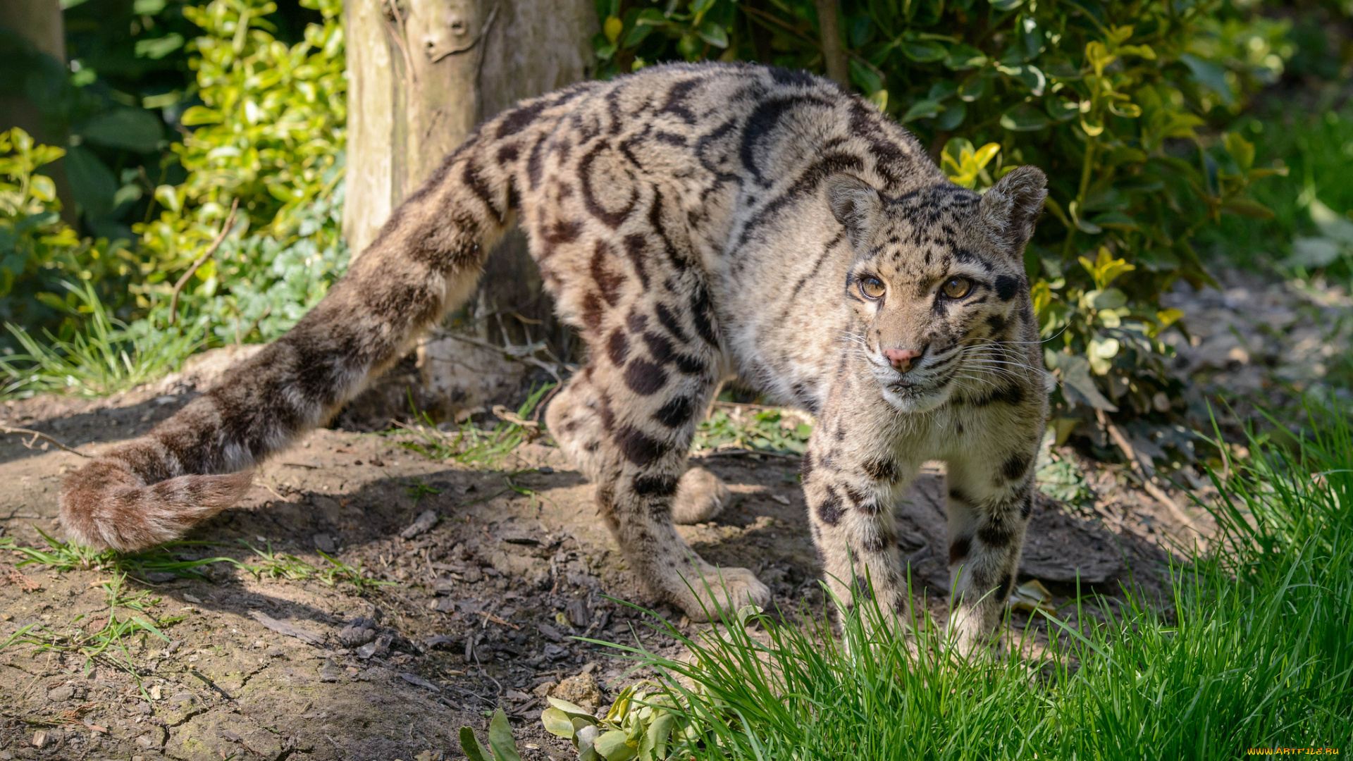 животные, дымчатые, леопарды, леопард