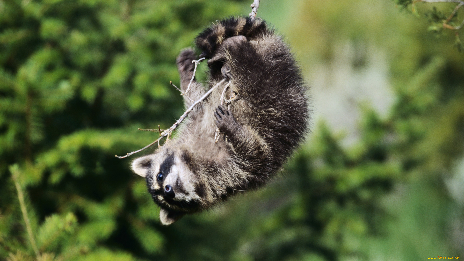 животные, еноты, взгляд, озорство, игривость, качели, повисание, ветка, енот