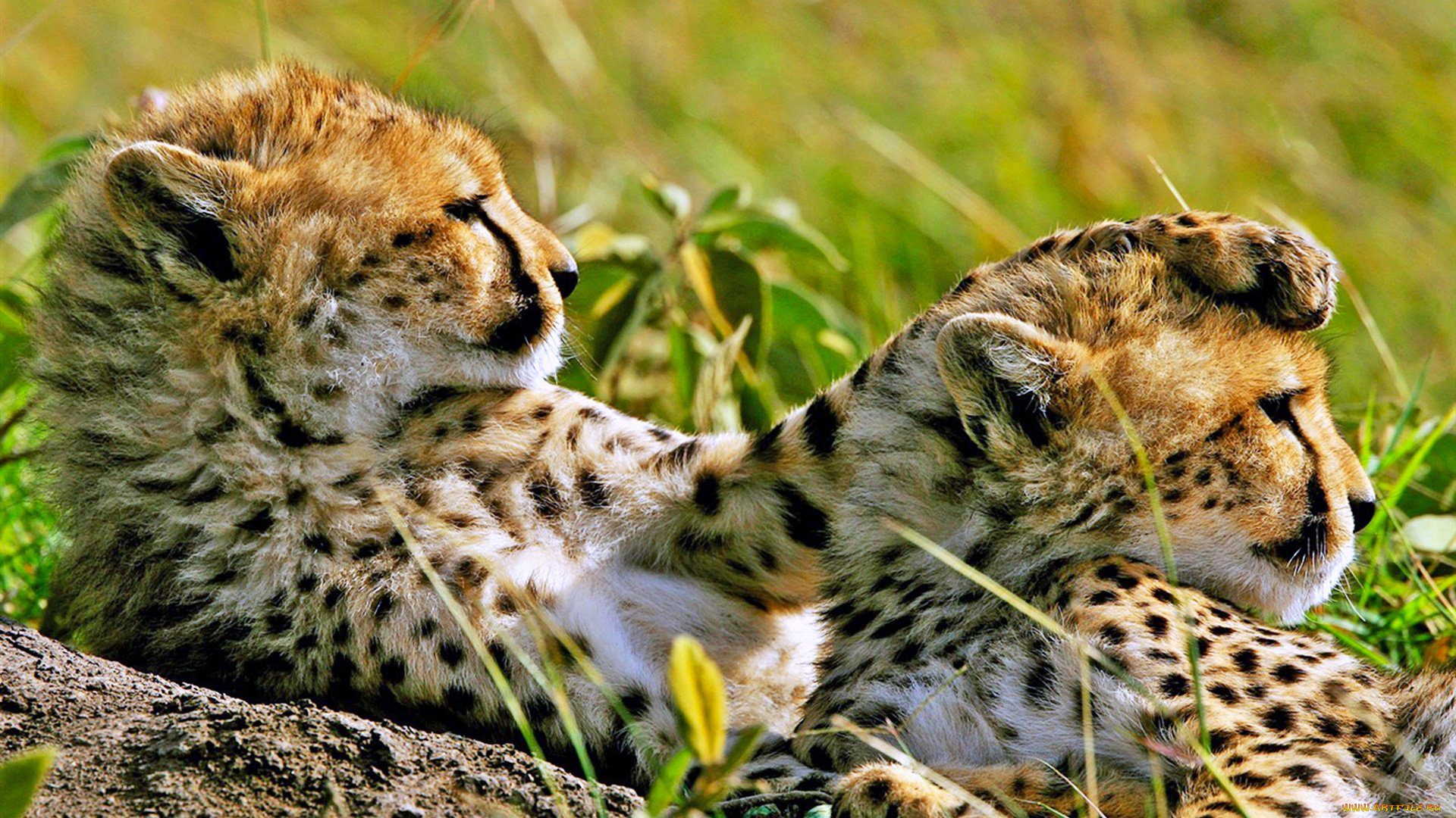 животные, гепарды, наблюдение, отдых