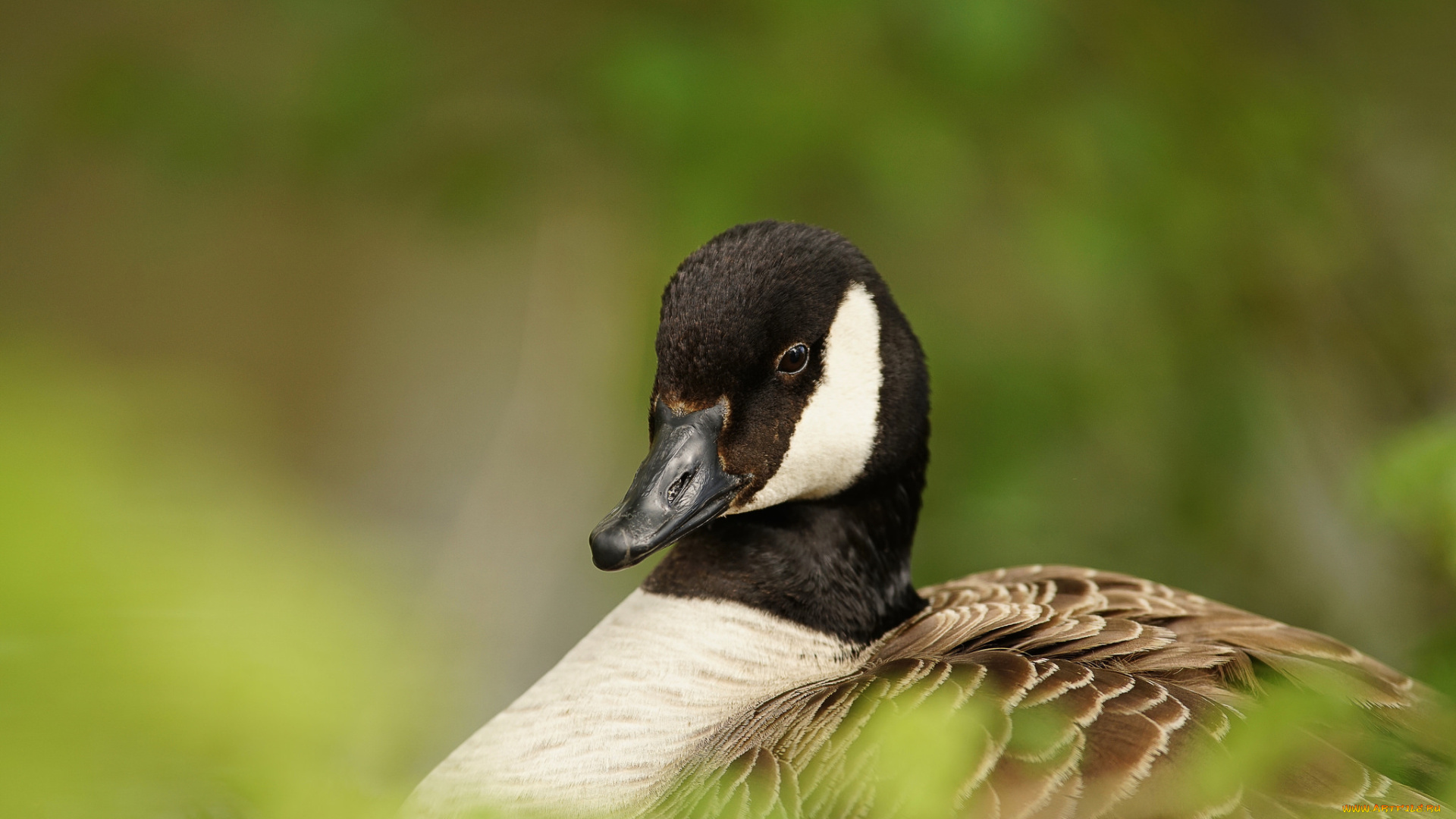 животные, гуси, гусь, луг