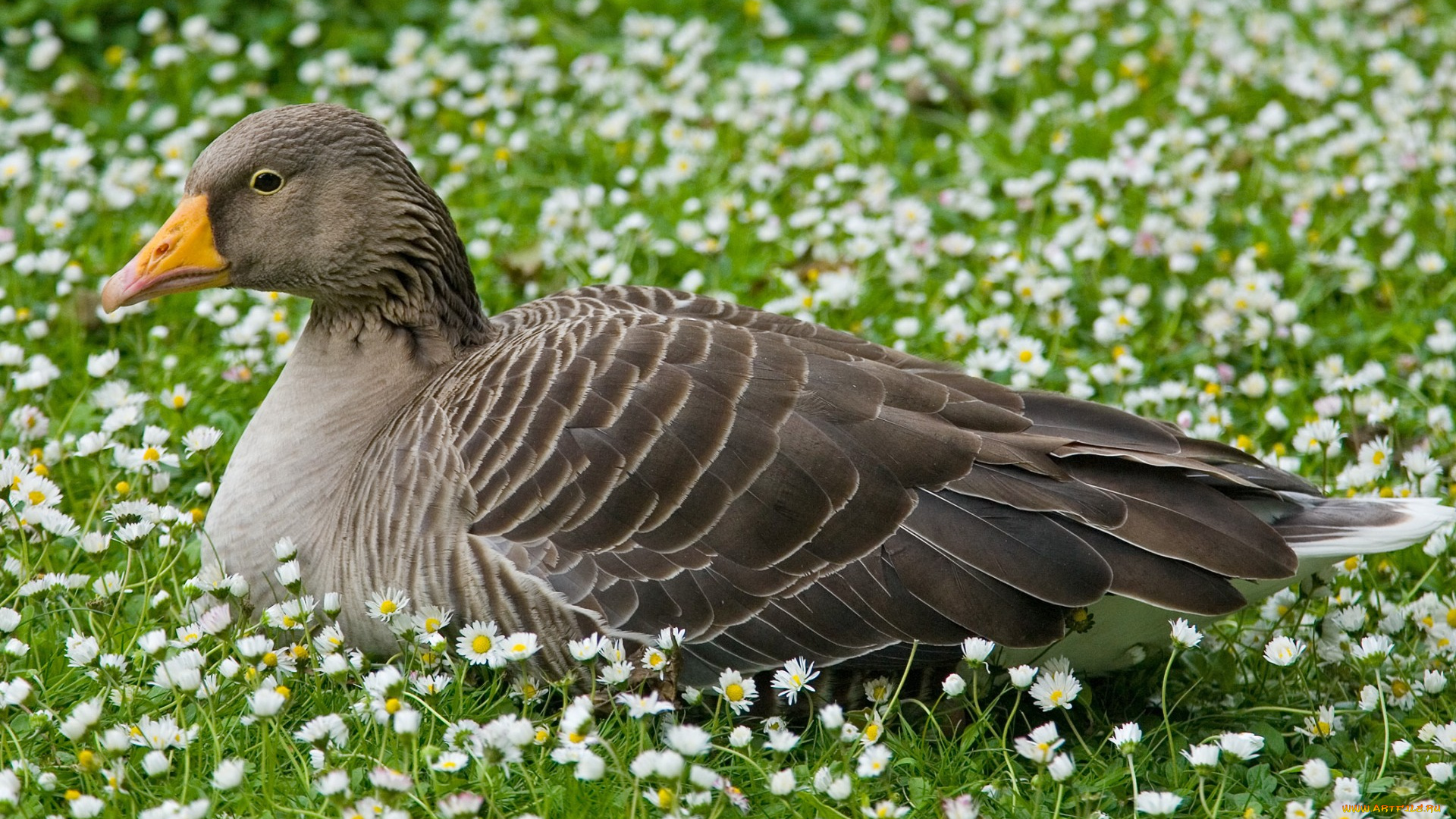 животные, гуси, ромашки, луг, отдых, серый, гусь