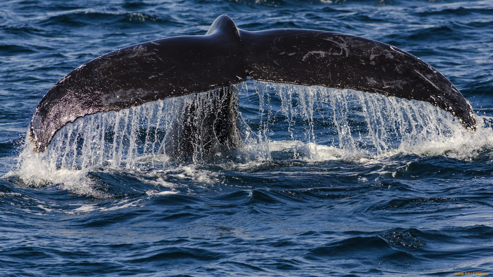 животные, киты, , кашалоты, море, кит, хвост, брызги, капли