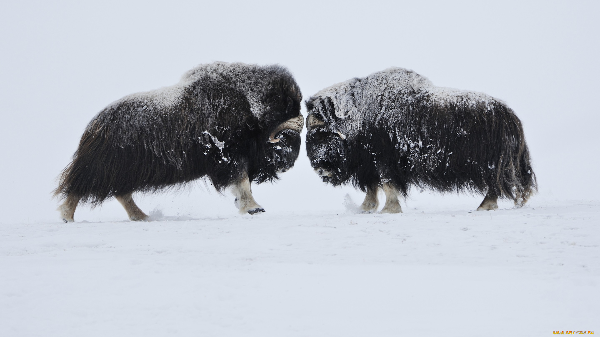 животные, коровы, , буйволы, овцебыки, мускусные, быки